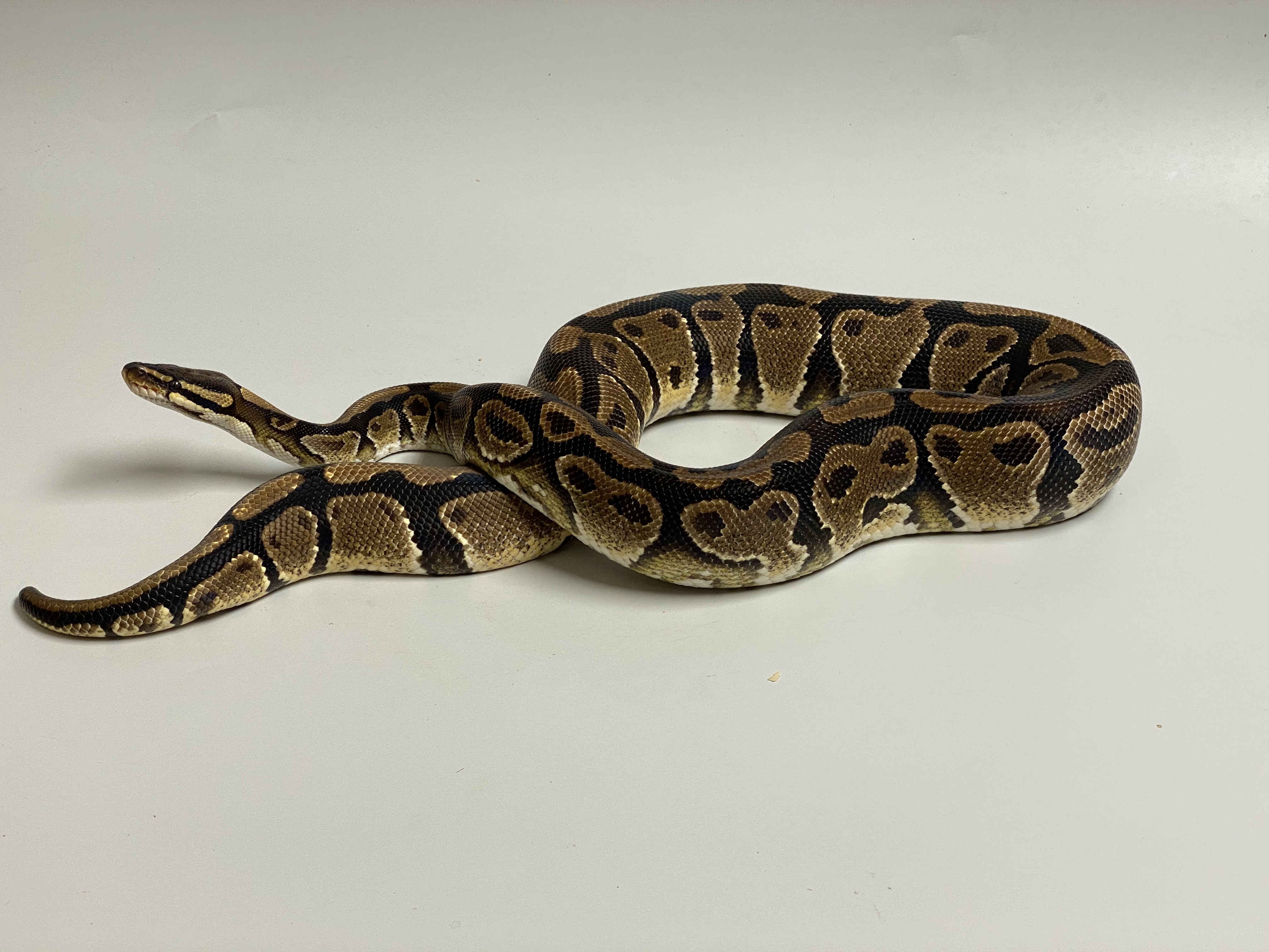 1.0 (Male) Phantom - Pos. Gravel  Königspython NZ´M&S´16 Python regius