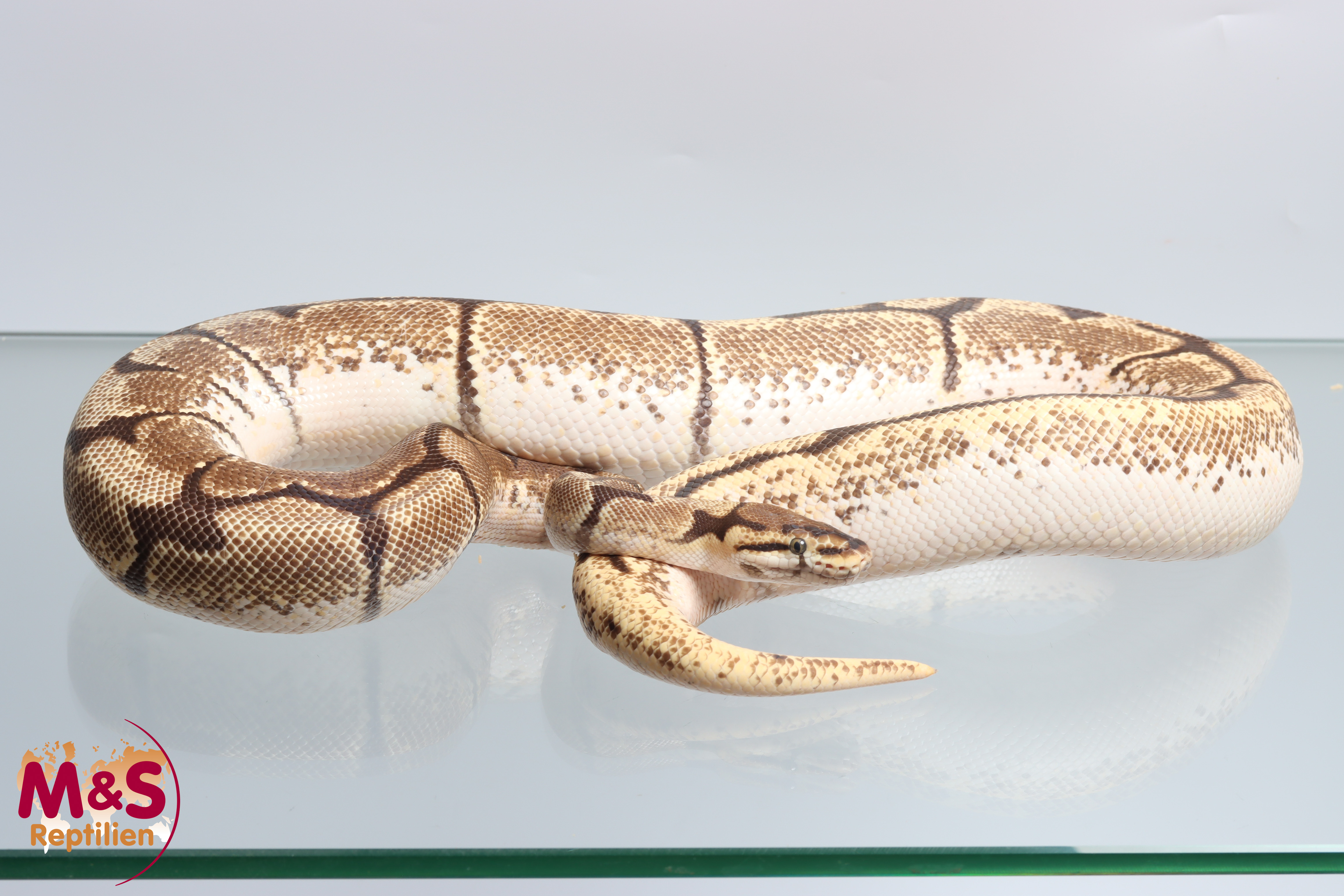 0.1 (Female) ODD Spider Königspython NZ´M&S´22 (adult) Python regius
