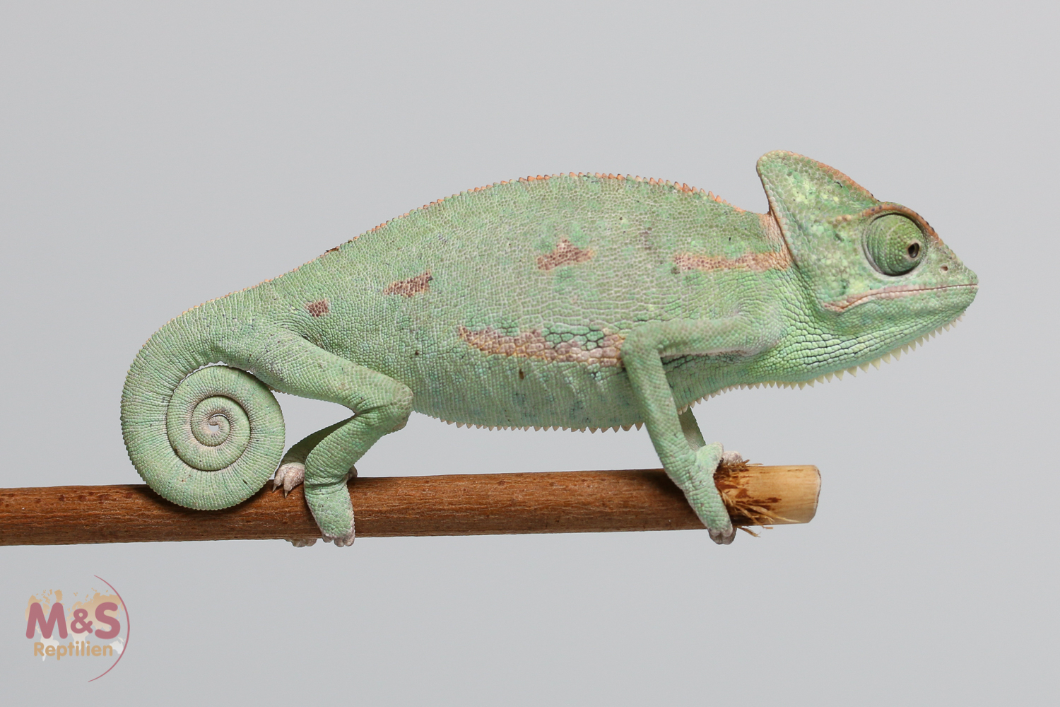 0.1 (Female) Jemen Chamäleon NZ´25 (ca. 7cm Kopf Rumpf Länge) Chamaeleo calyptratus