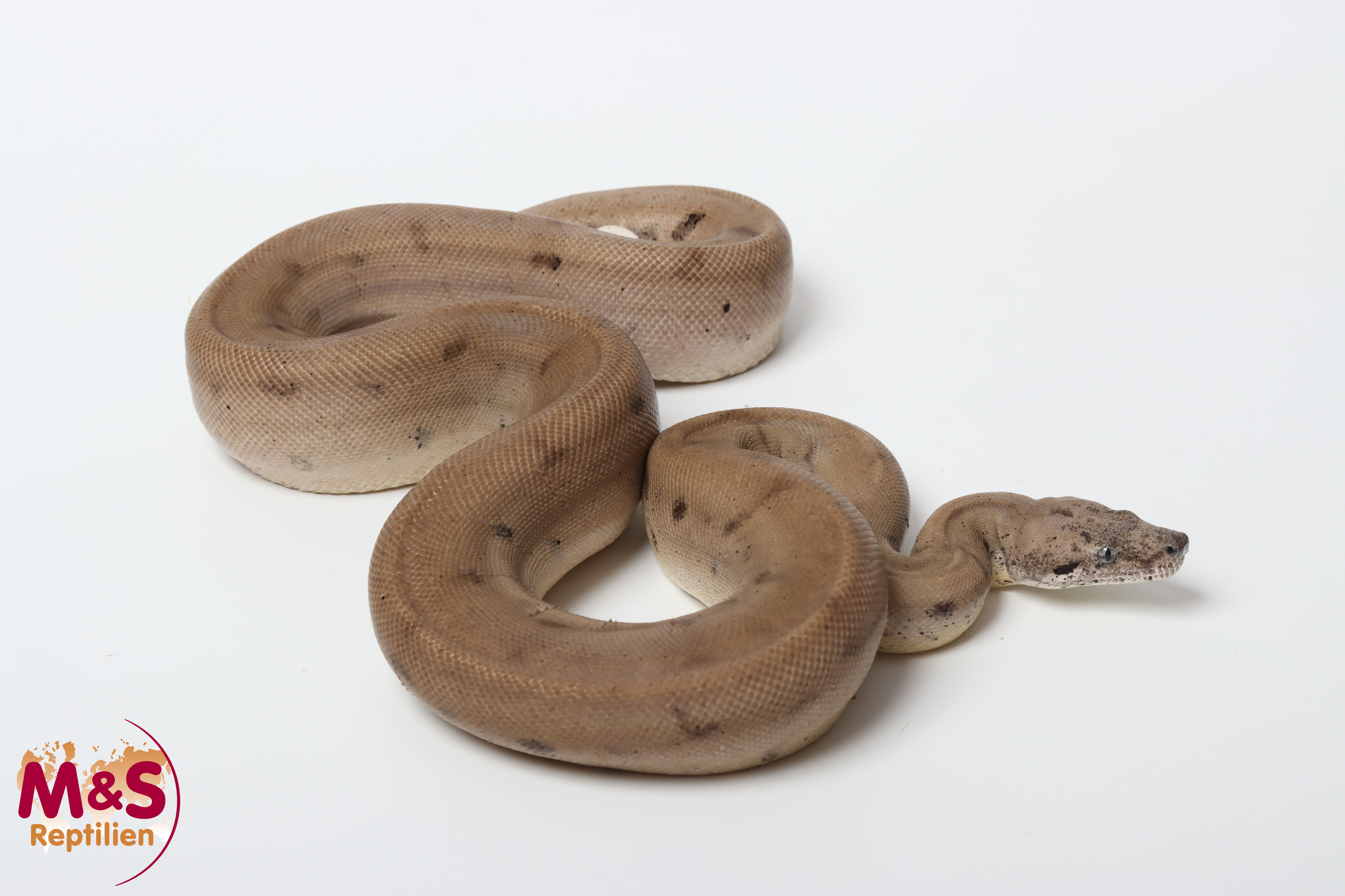 1.0 (Male) IMG Ghost Scoria 66% het.Sharp Albino NZ'25 (ca. 110 cm)  Boa c. imperator (Originalbild)