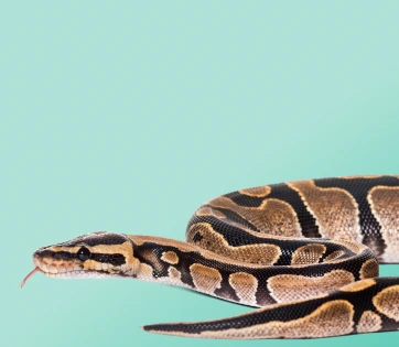 Entdecke unsere Pythons