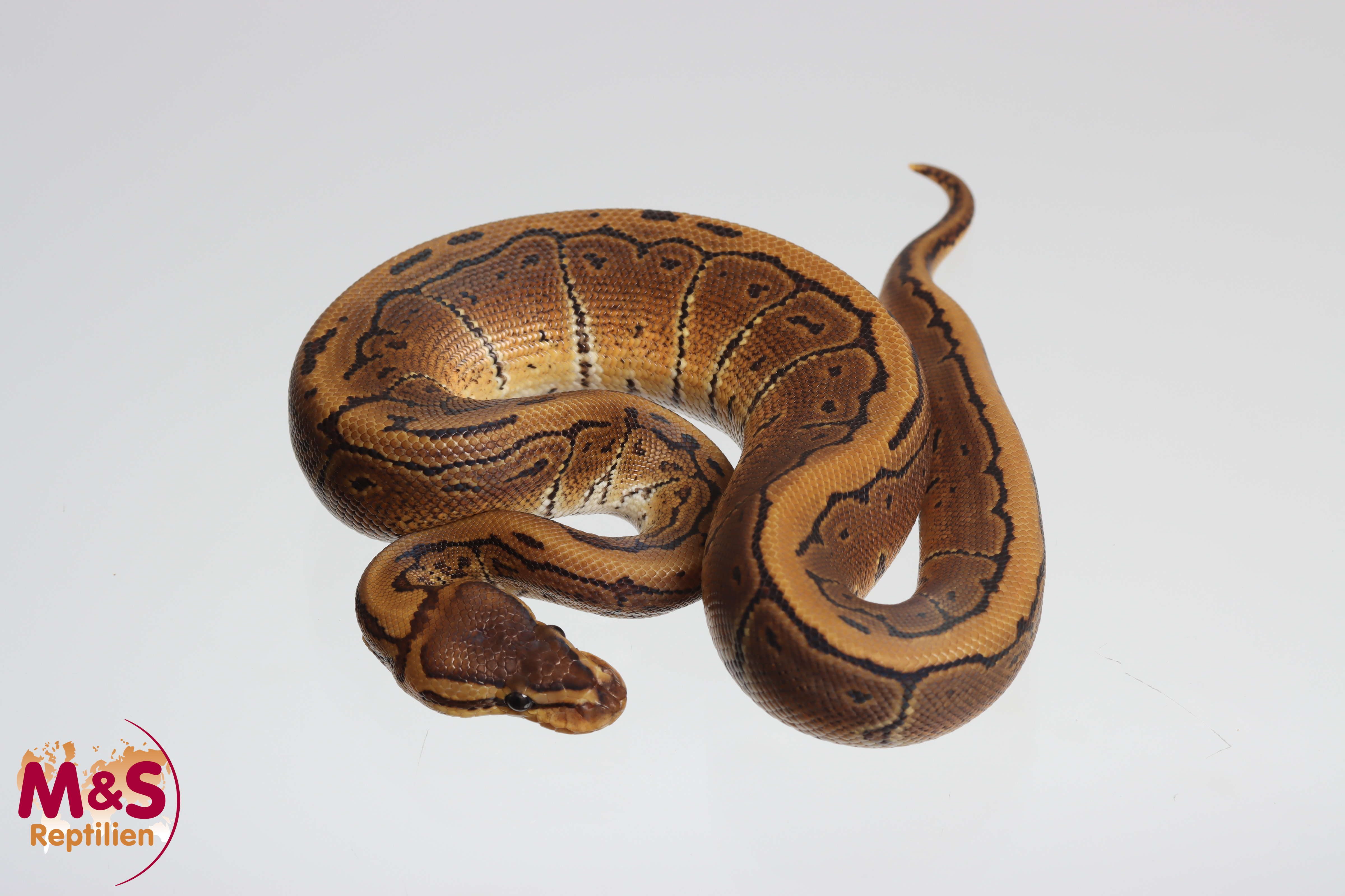 1.0 (Male) Pinstripe het. Ultramel Piebald Königspython NZ´M&S´25 Python regius