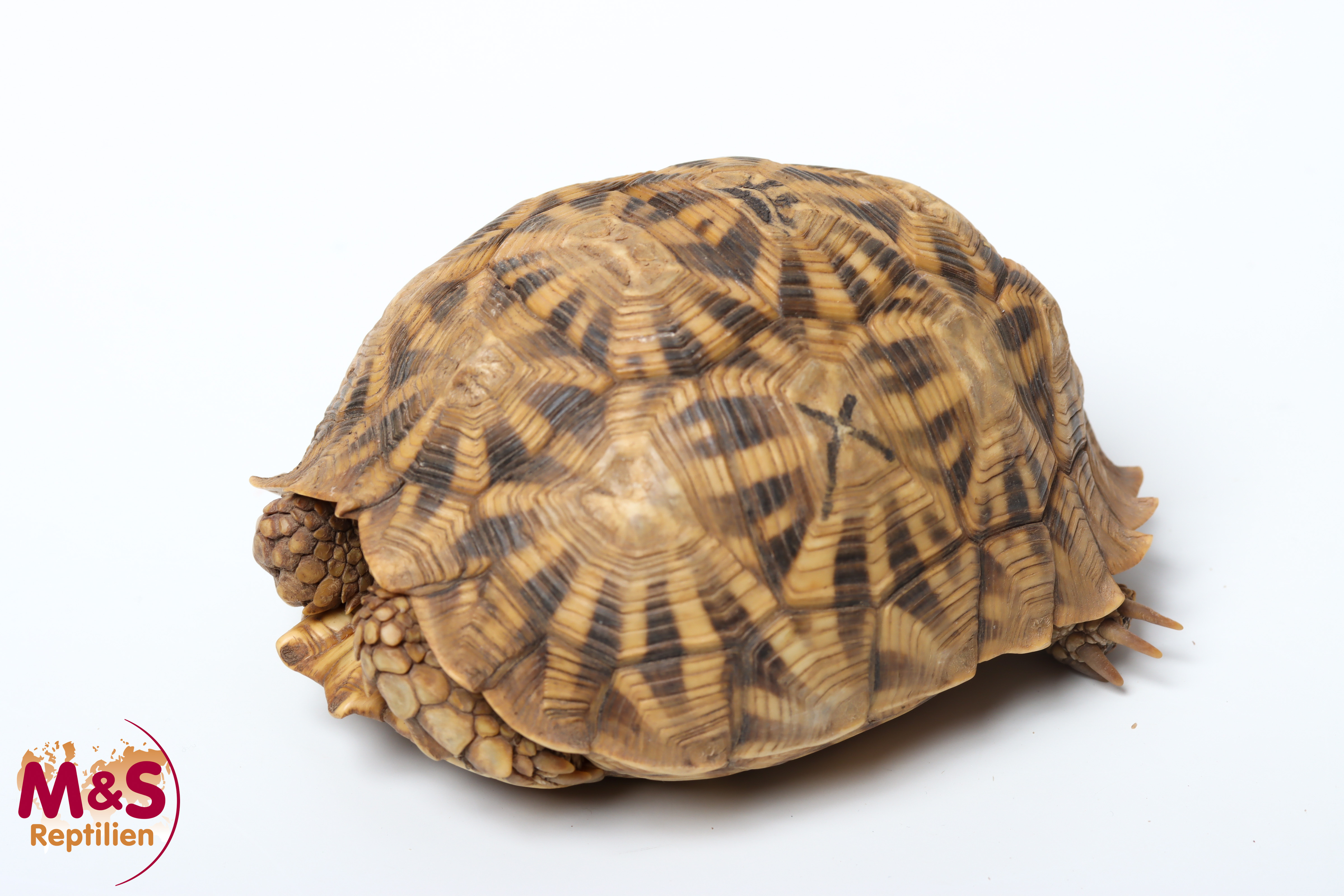 0.1 (Female) Kalahari Stachelrand-Landschildkröte (ca.10,5cm) NZ´17 Psammobates oculiferus (Originalbild)