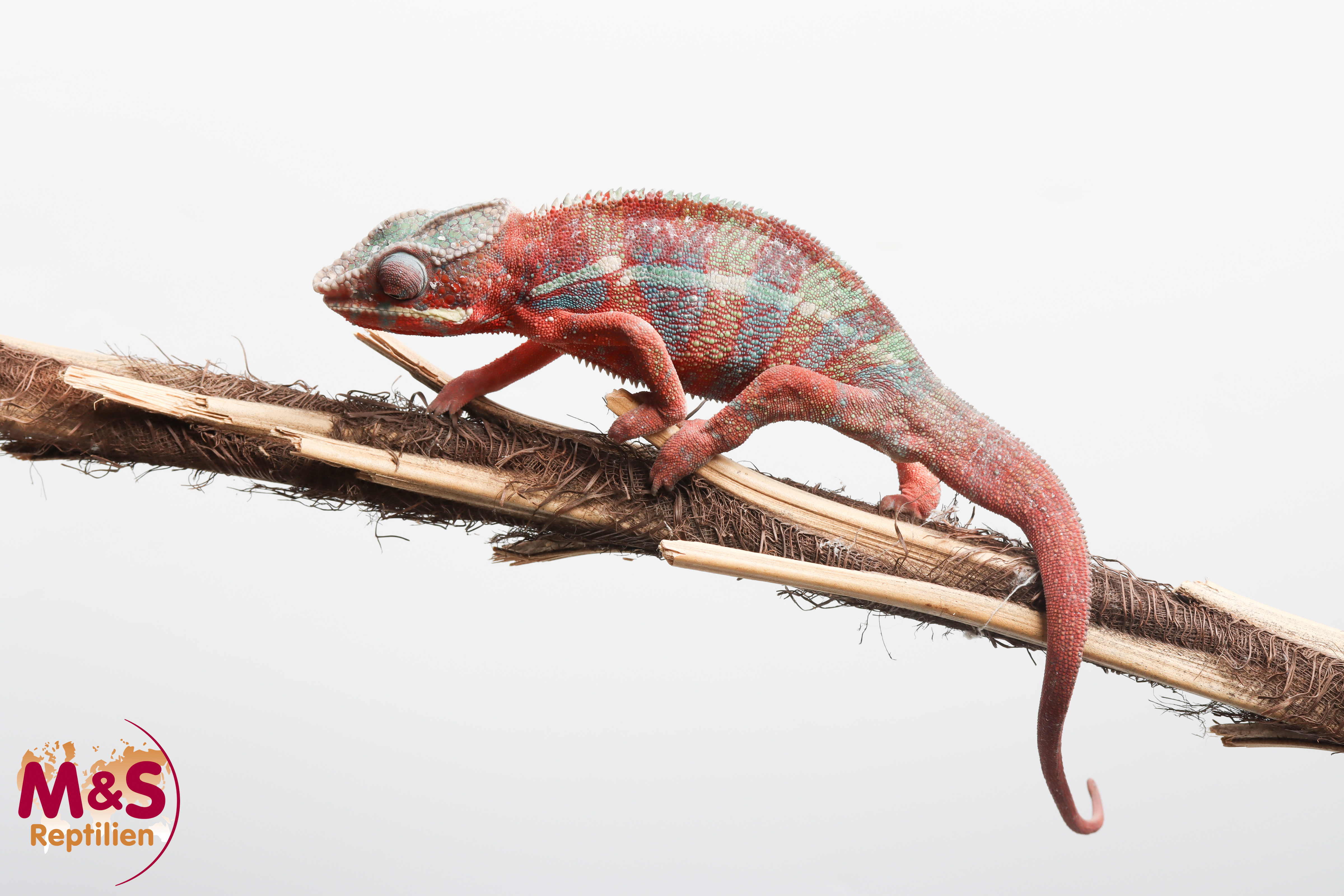 1.0 (Male) 'Ambilobe red' Pantherchamäleon NZ´25 (subadult) Furcifer pardalis (Originalbild)