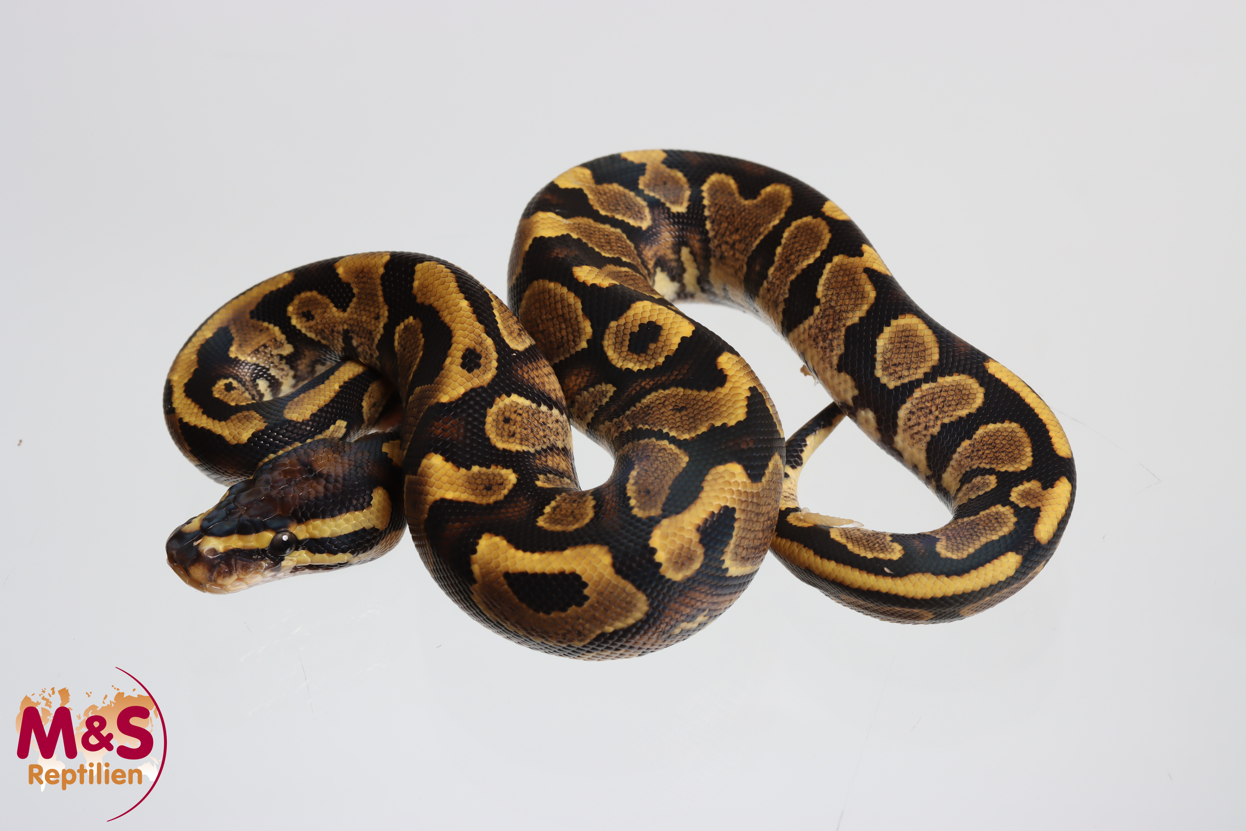 0.1 (Female) Yellowbelly 100% hetero Piebald poss Gene Königspython NZ´M&S´26 Python regius