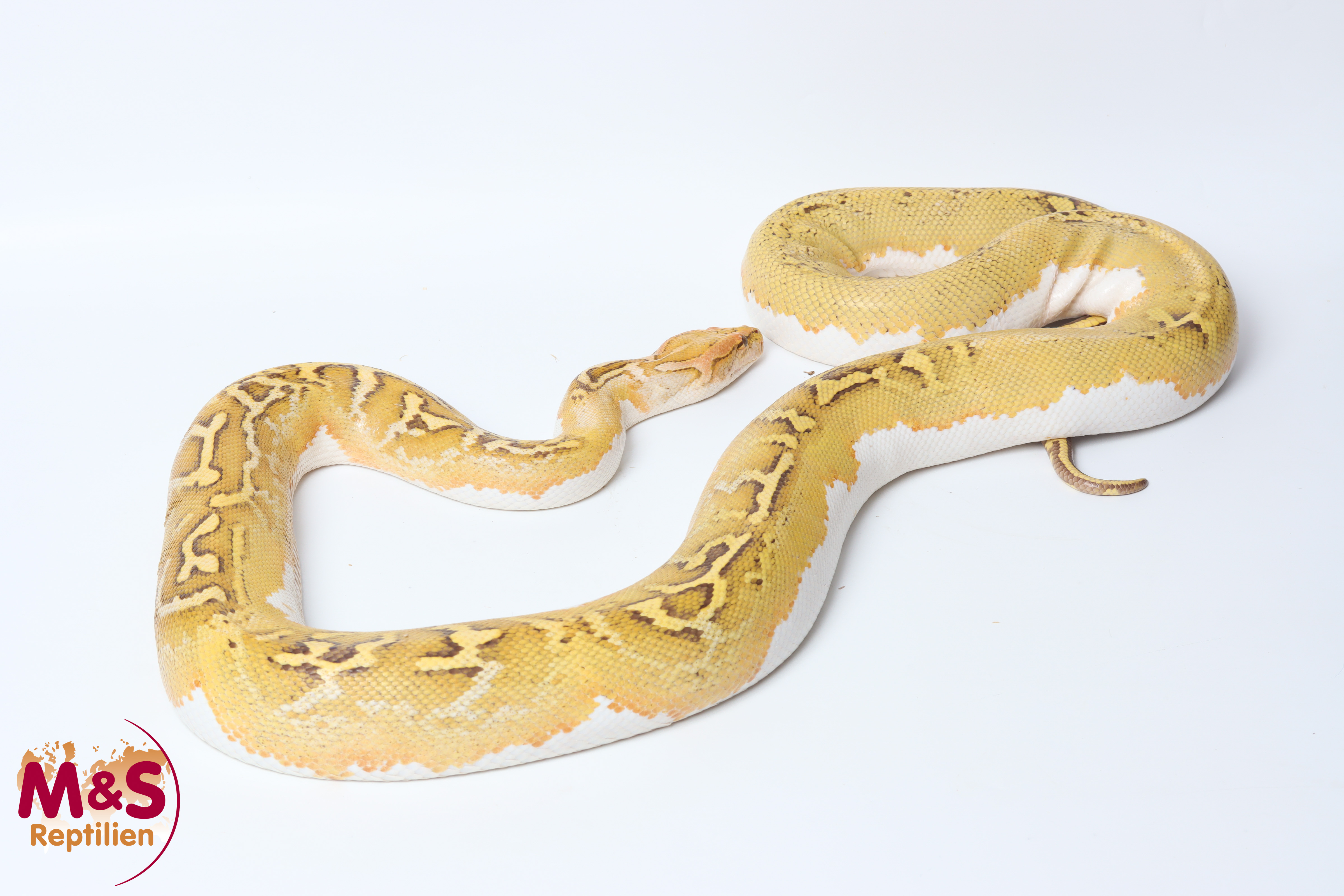 1.0 (Male) Caramel Piebald Tigerpython NZ'25 (ca. 200cm) Python bivittatus (Originalbild)