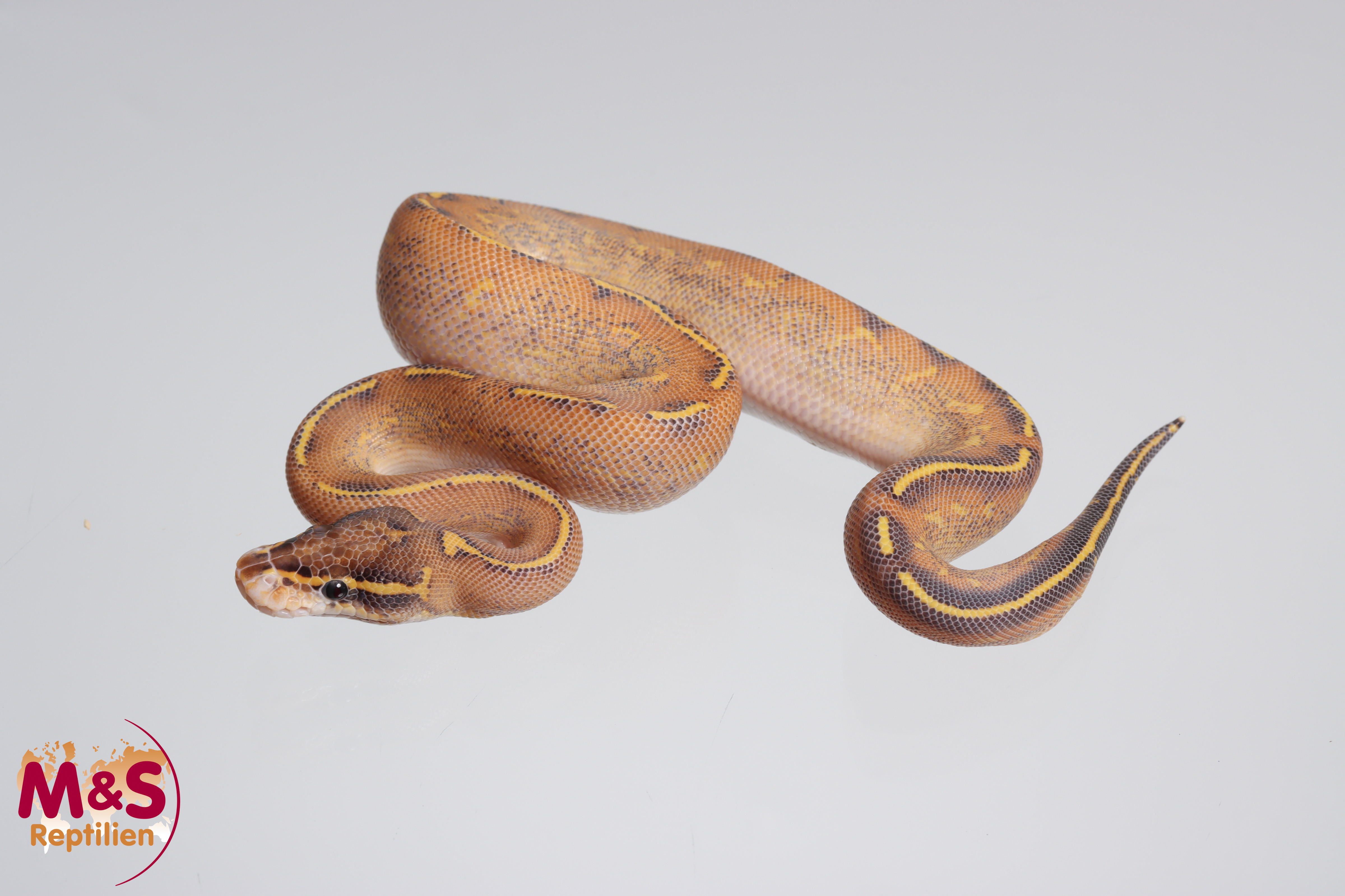 1.0 (Male) Highway (Gravel Yellowbelly) -Phantom Königspython NZ´M&S´24 Python regius