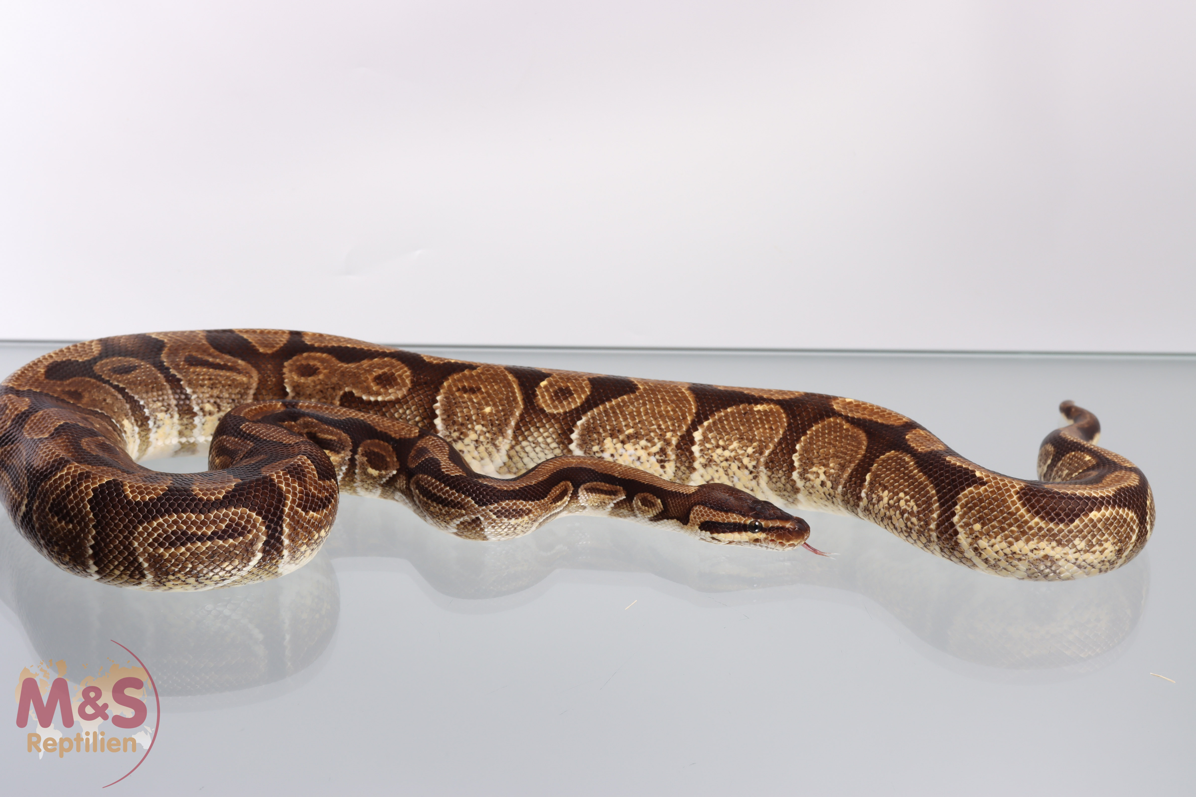 1.0 (Male) Enchi 50 % poss. hetero Sunset Königspython NZ´M&S´16 regius