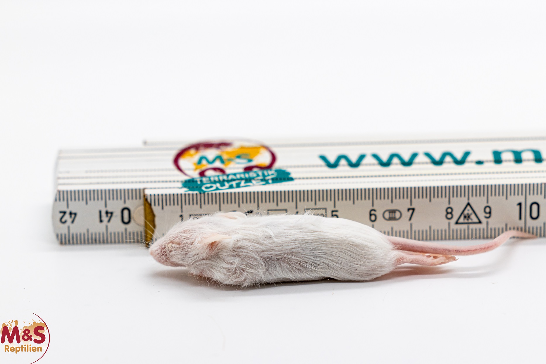 1 (einzelne)  Maus mini (MINI Springer), gefroren, ca. 7-10g