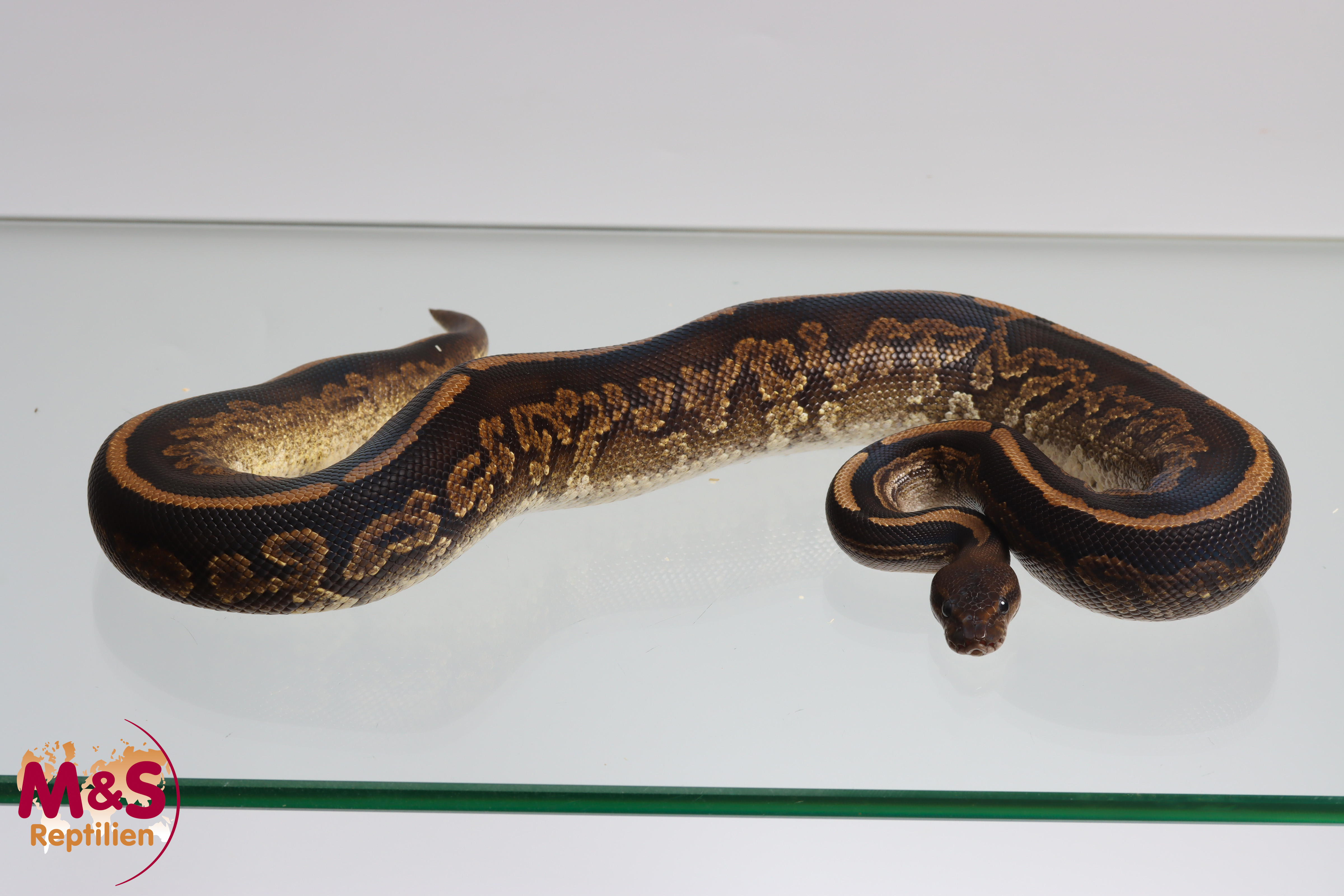 1.0 (Male)  Copper 100% hetero Piebald NZ´M&S'23 (adult) Python regius