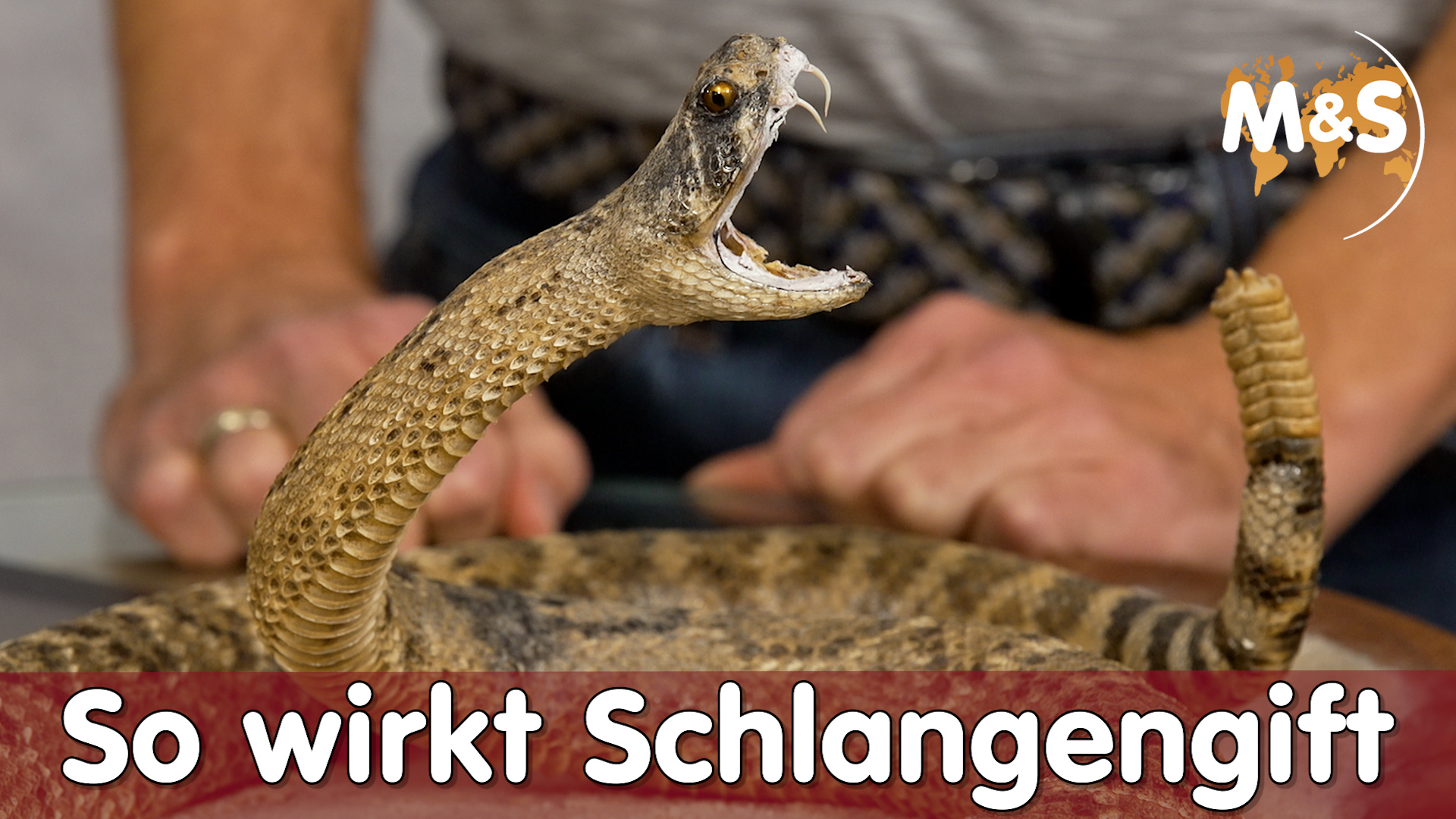 Schlangengift in der Homöopathie | Das Gift und seine Wirkung erklärt | Reptil TV