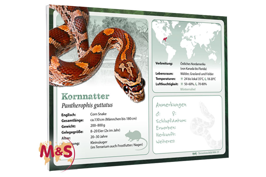 Terrarienschild (Zooschild) Kornnatter, Pantherophis guttata