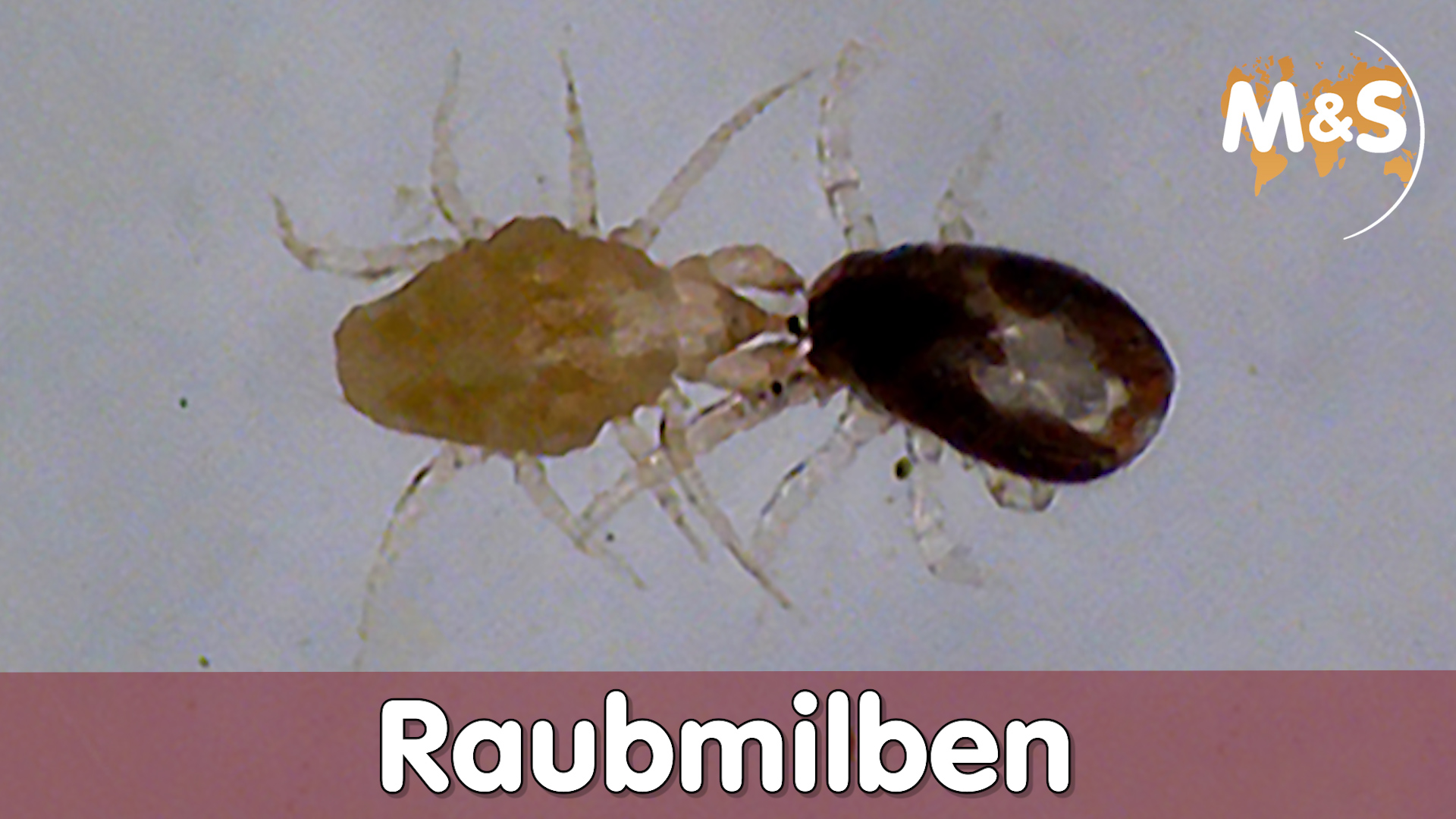 Kannibalismus im Terrarium | Raubmilben KILLEN Blutmilben | Reptil TV