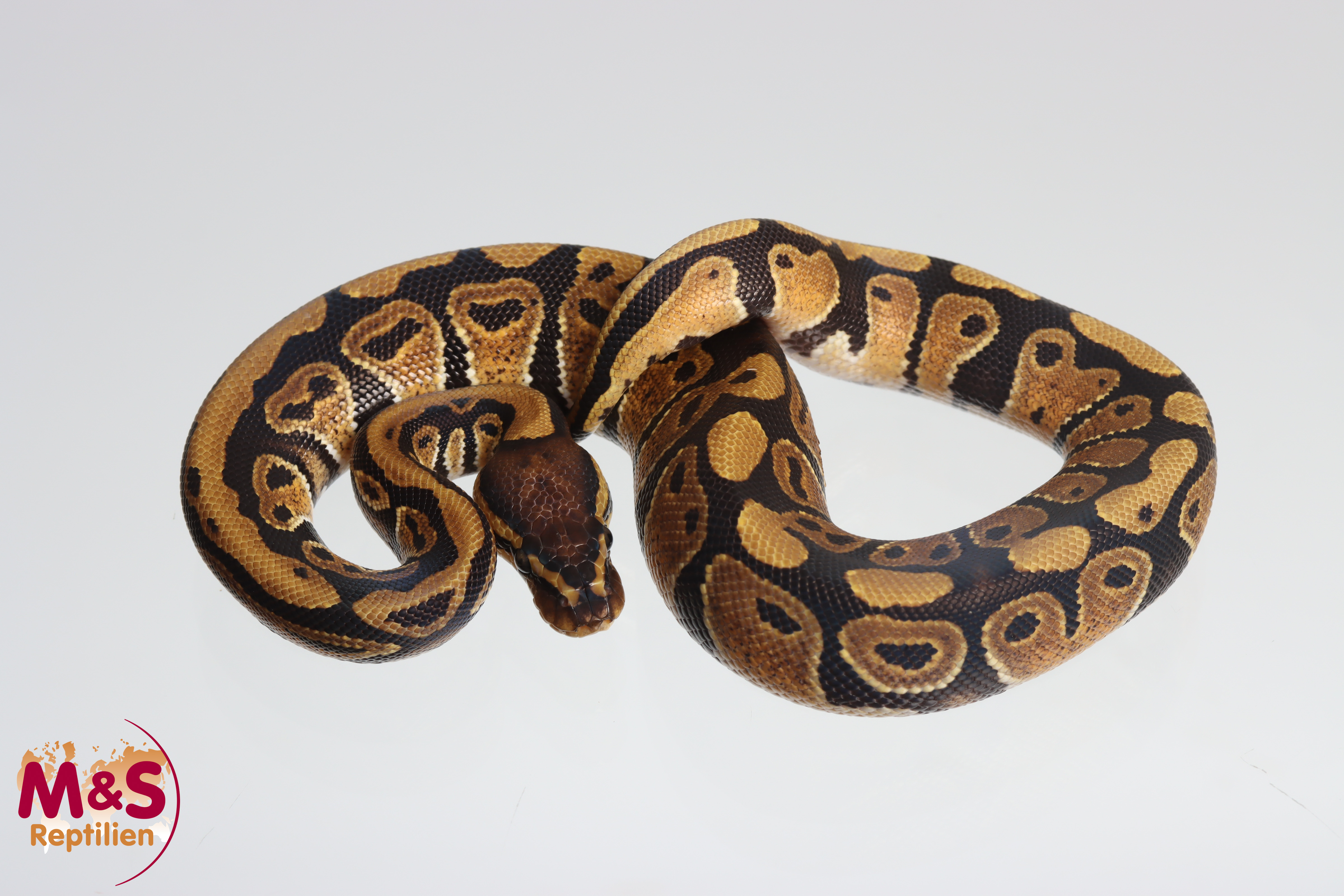1.0 (Male) 100% DH Desert Ghost - Clown Königspython NZ´M&S´25 Python regius
