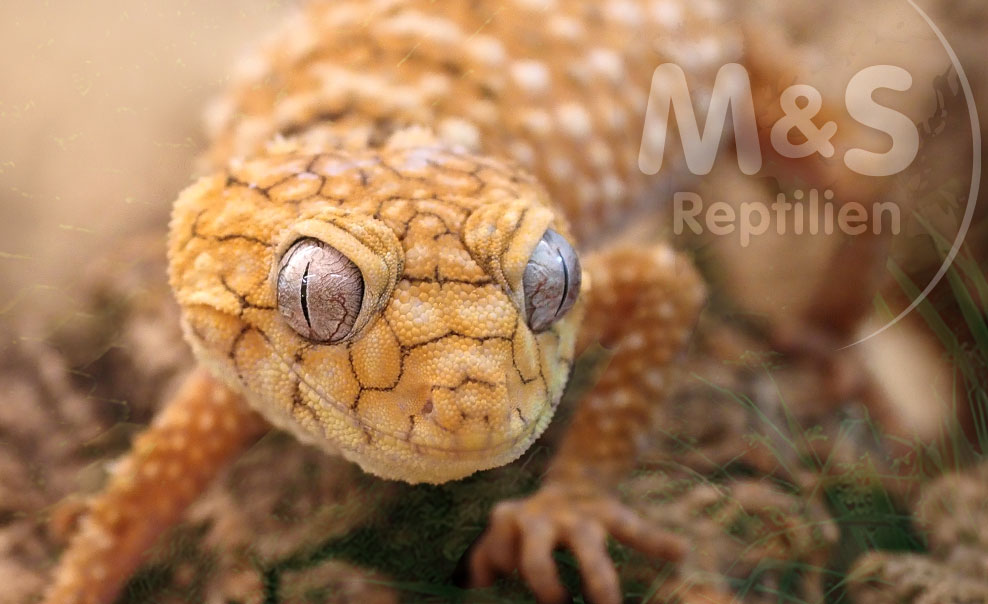 Geckos