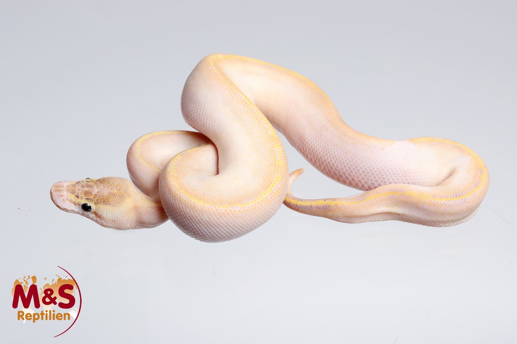 1.0 (Male) Highway (Gravel Yellowbelly) Pewter Königspython NZ´M&S´24 Python regius