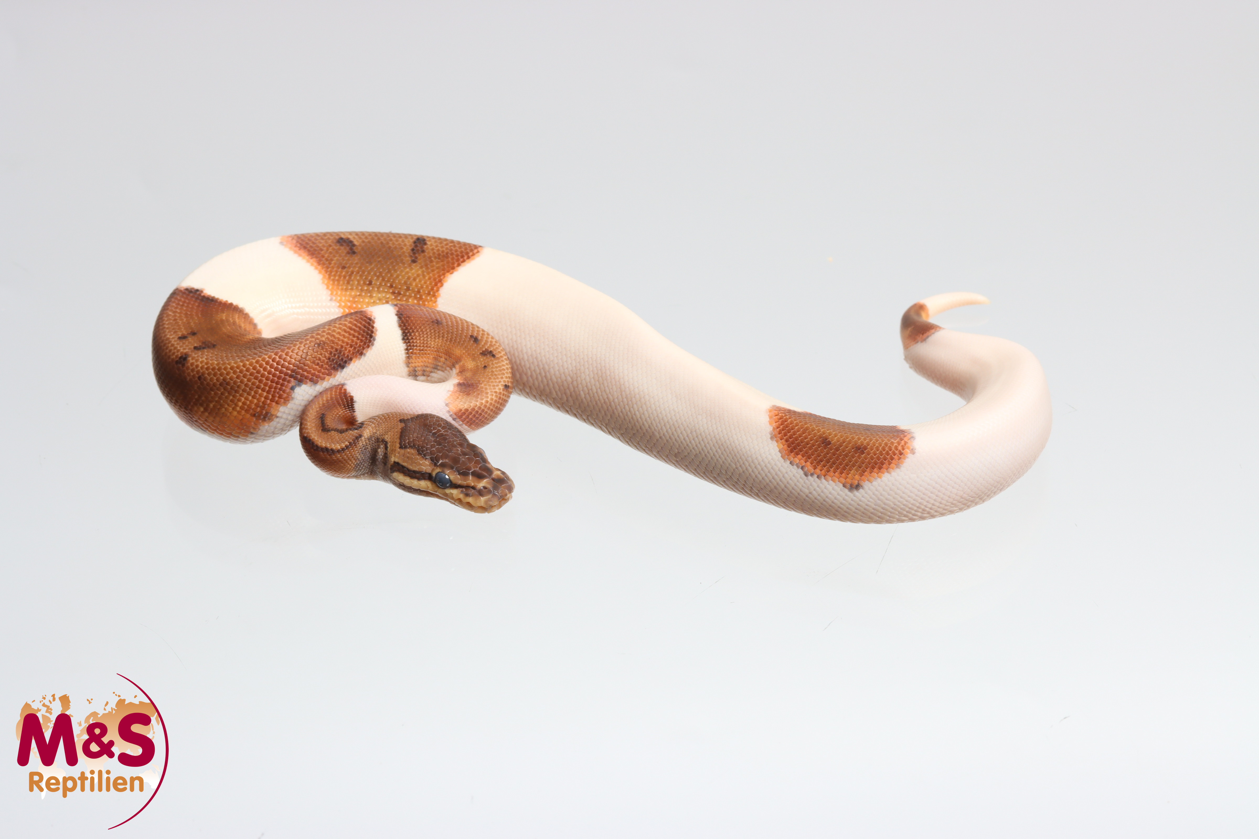 1.0 (Male) Piebald Pinstripe het. Ultramel  Königspython NZ´M&S´25 Python regius