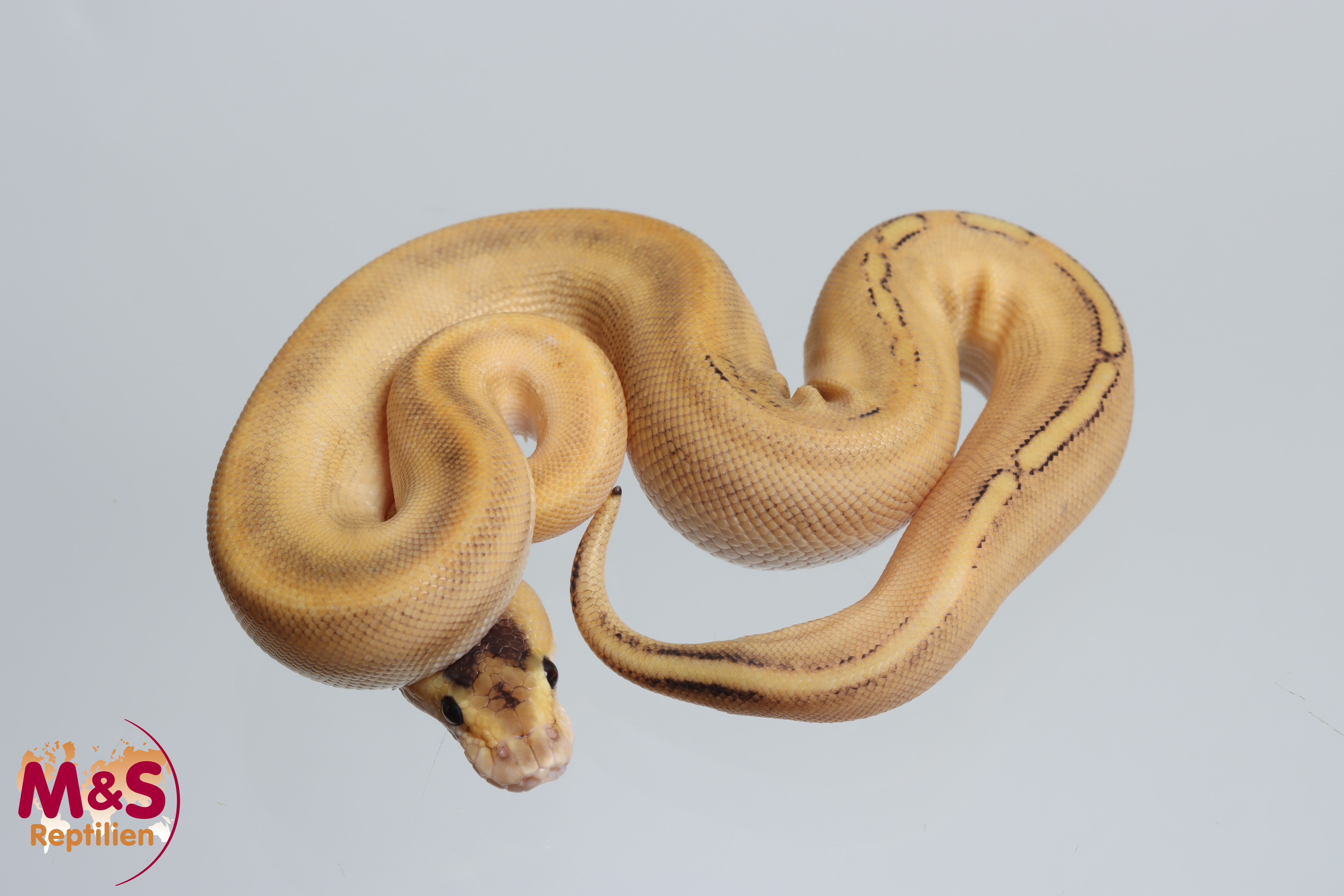 1.0 (Male) Champagne 100% het. Genetic Stripe poss. Ultramel Königspython NZ' M&S 26 Python regius