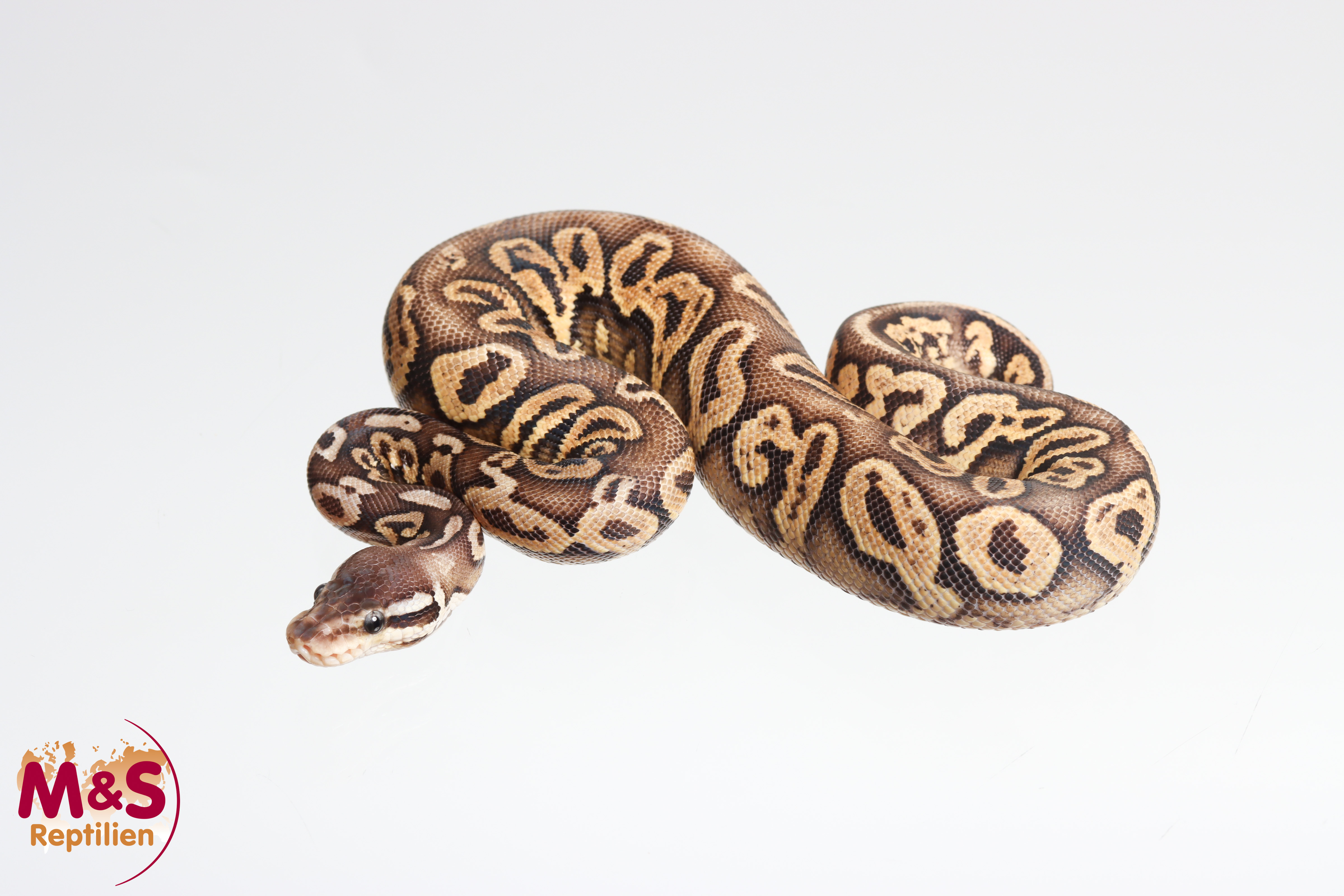 0.1 (Female) Pewter (Cinnamon Pastel) poss. YB NZ´M&S´25 Python regius