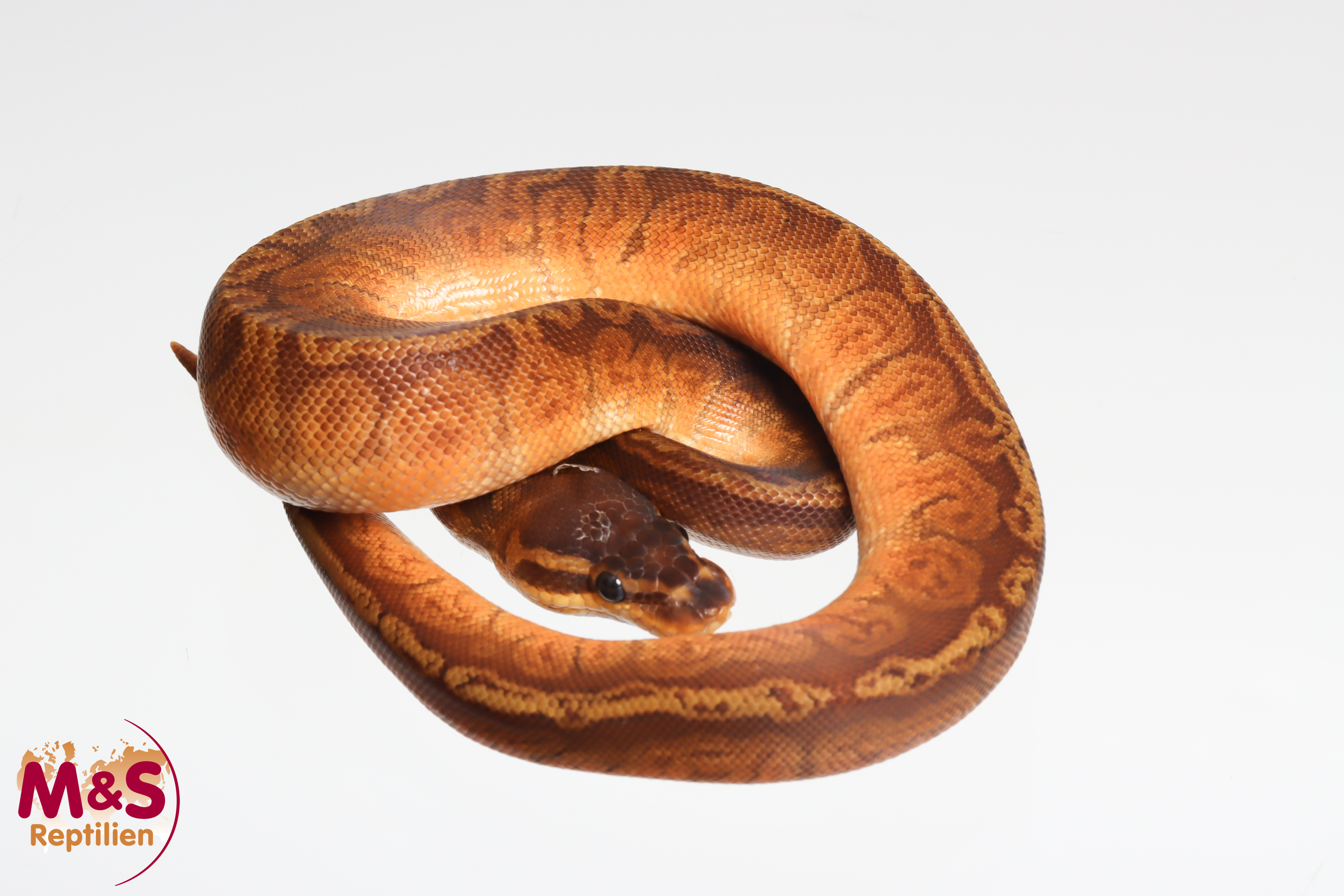 1.0 (Male) Sunset 100% hetero Ultramel Königspython NZ´M&S´26 Python regius