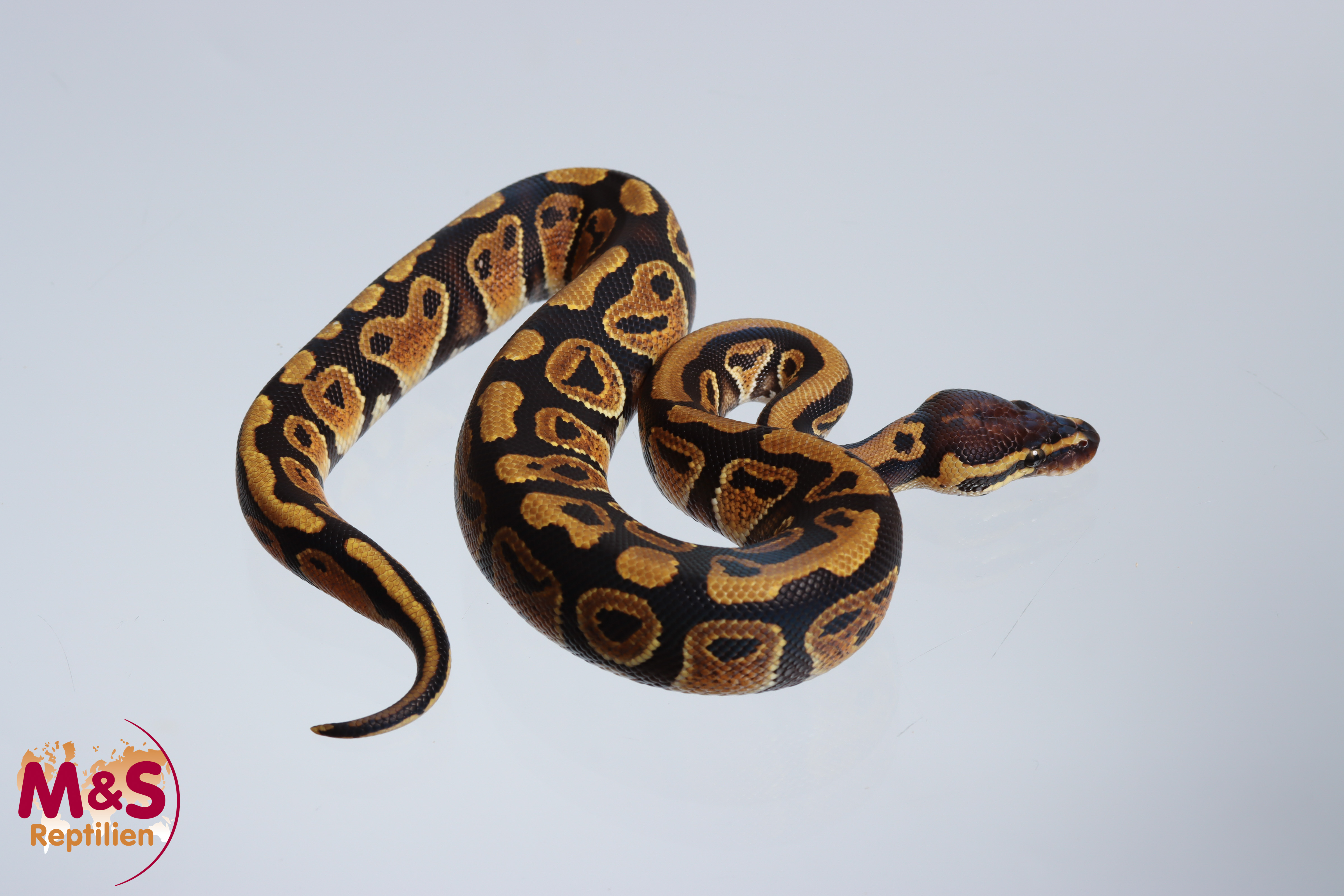 1.0 (Male) triple 66% hetero Clown Lavender Piebald Königspython NZ´M&S'24 P.regius