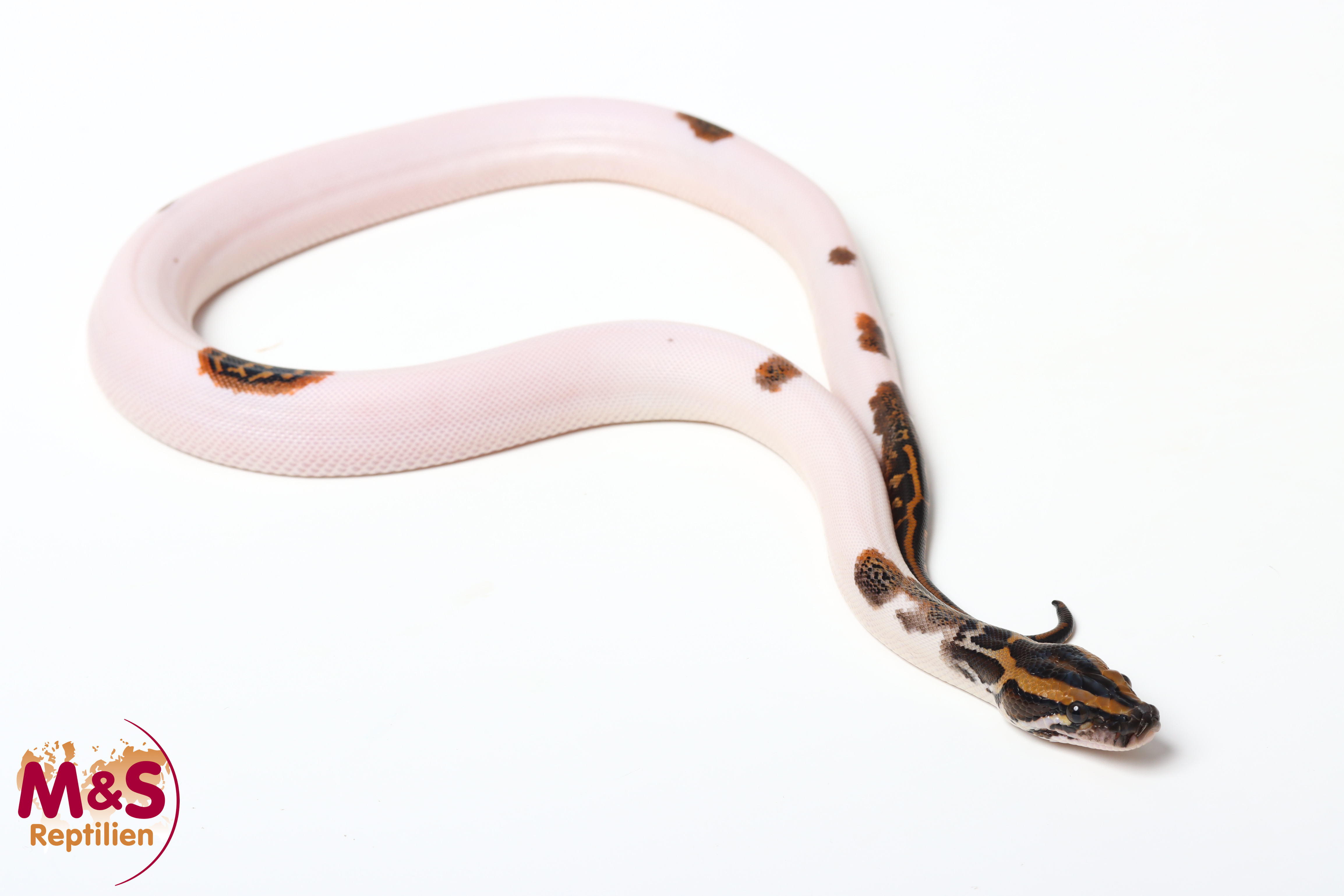1.0 (Male) Piebald 100% hetero Caramel Tigerpython NZ'26 (ca.40cm) Python bivittatus