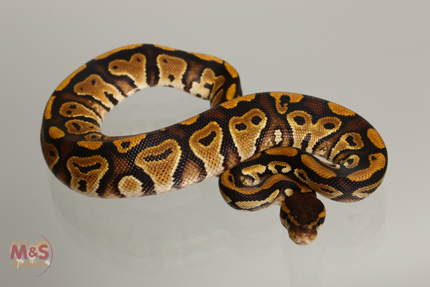 1.0 (Male) Bongo Königspython NZ´M&S´17 Python regius