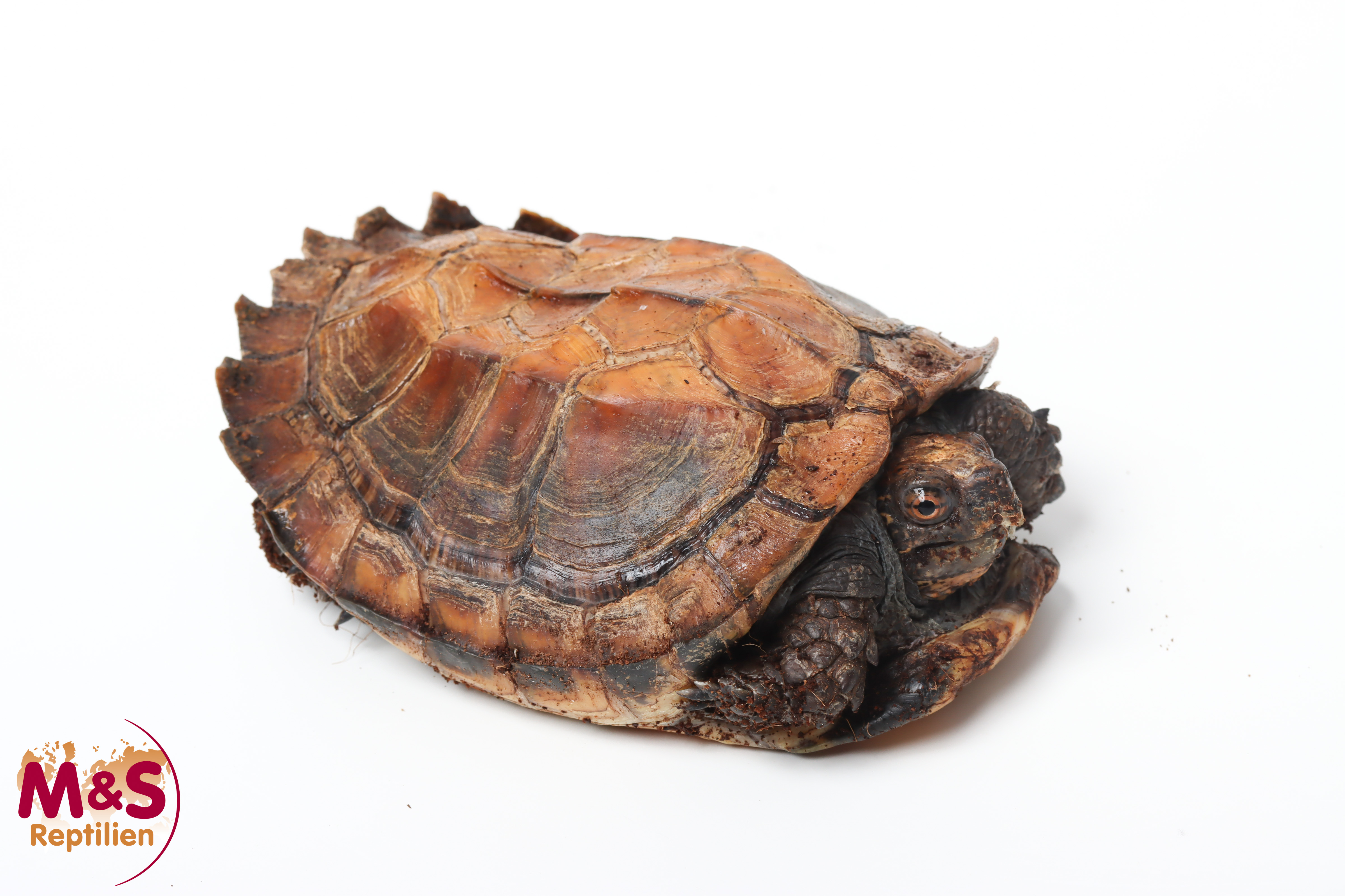 Indische Dornschildkröte NZ'09 (ca. 15-20cm) Cuora mouhotii (Originalbild)
