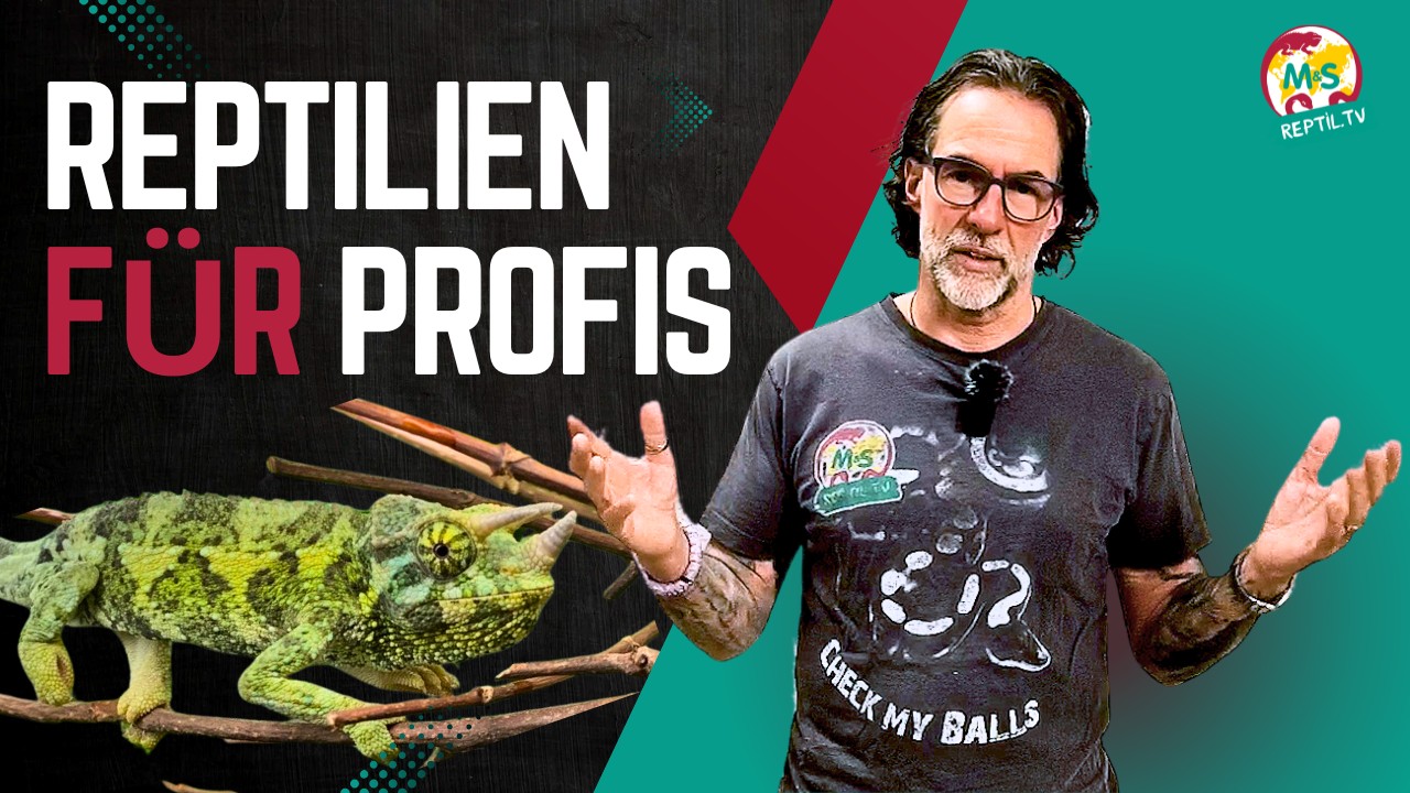Reptilien für Profis: Die anspruchsvollsten Arten im Terrarium