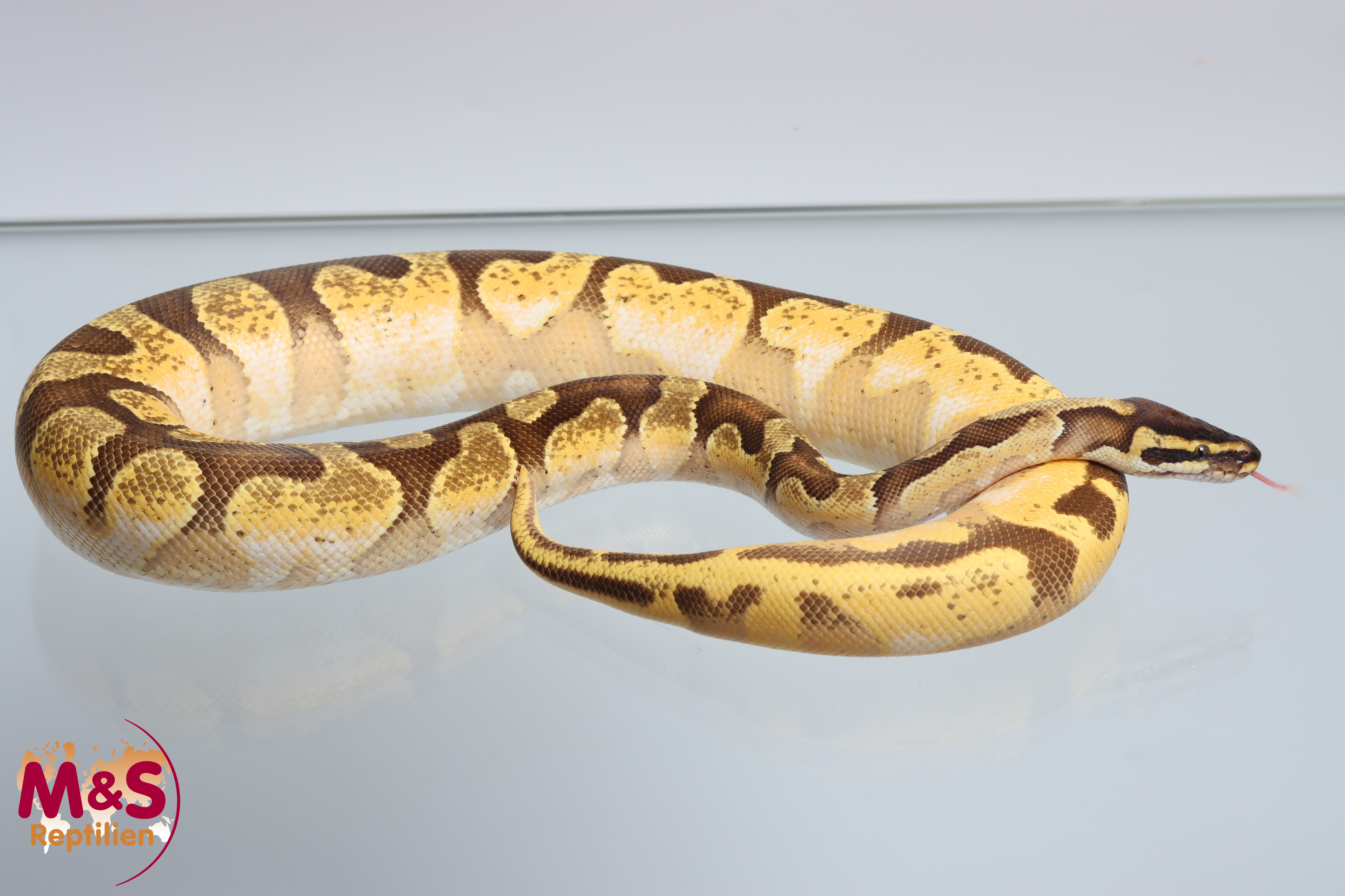 1.0 (Male) Enchi Calico Yellowbelly Königspython NZ´M&S'24 ( subadult) Python regius