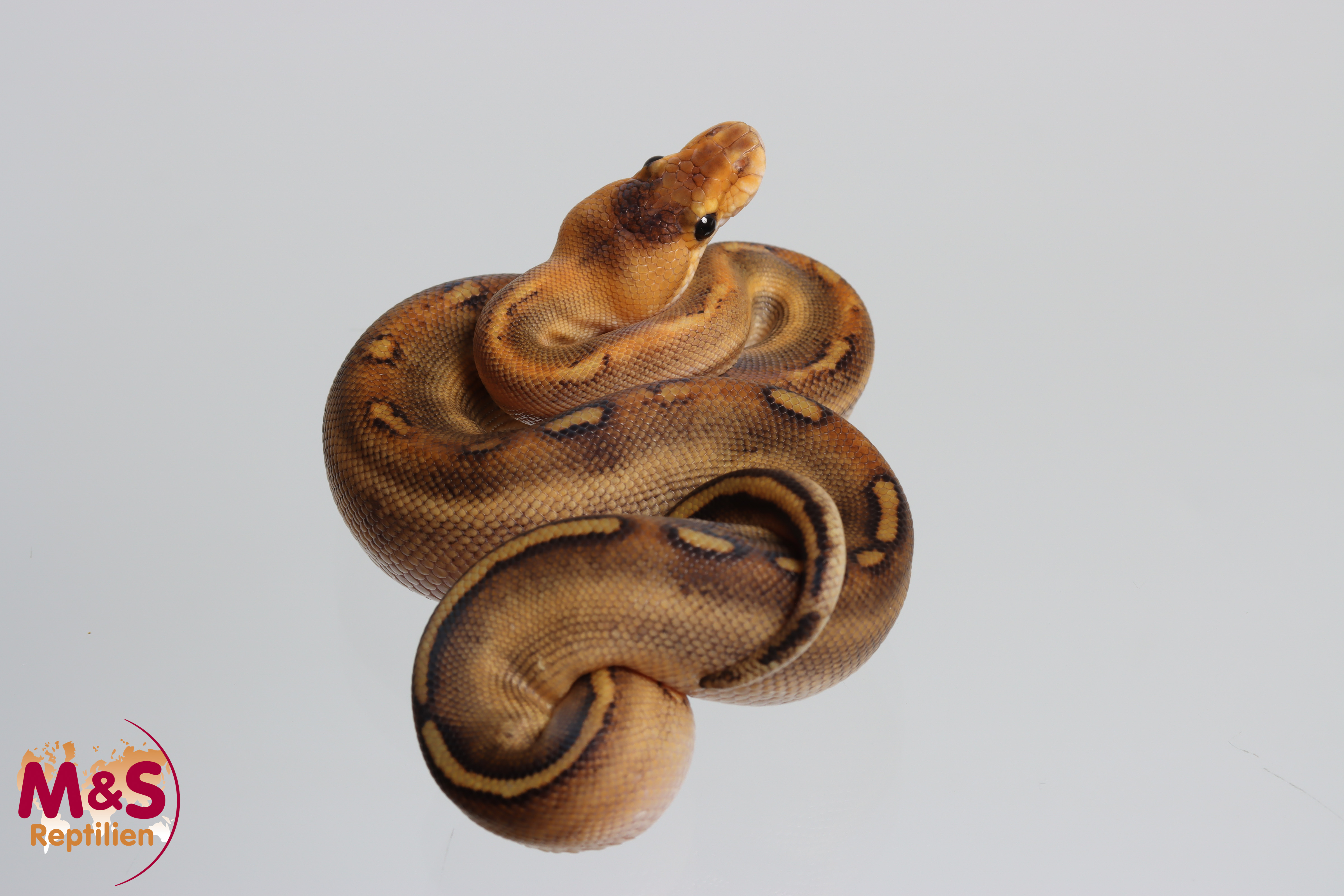 1.0 (Male) Champagne 100% het. Genetic Stripe Königspython NZ' M&S 26 Python regius