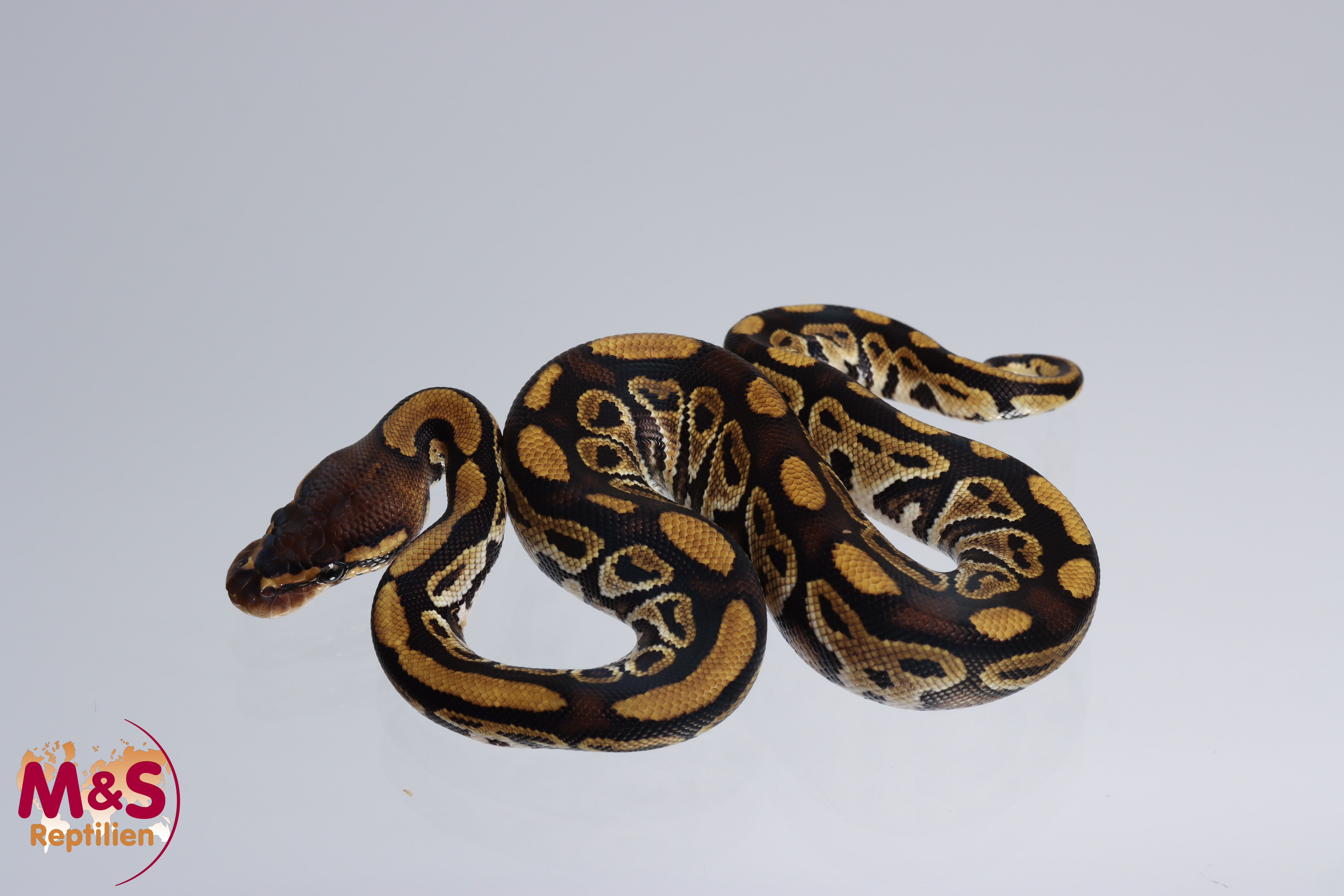 1.0 (Male) Bongo 100% hetero für Clown Königspython NZ´M&S´22 Python regius