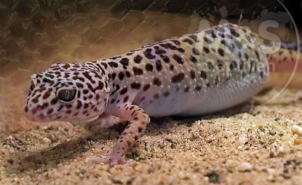 Leopardgecko