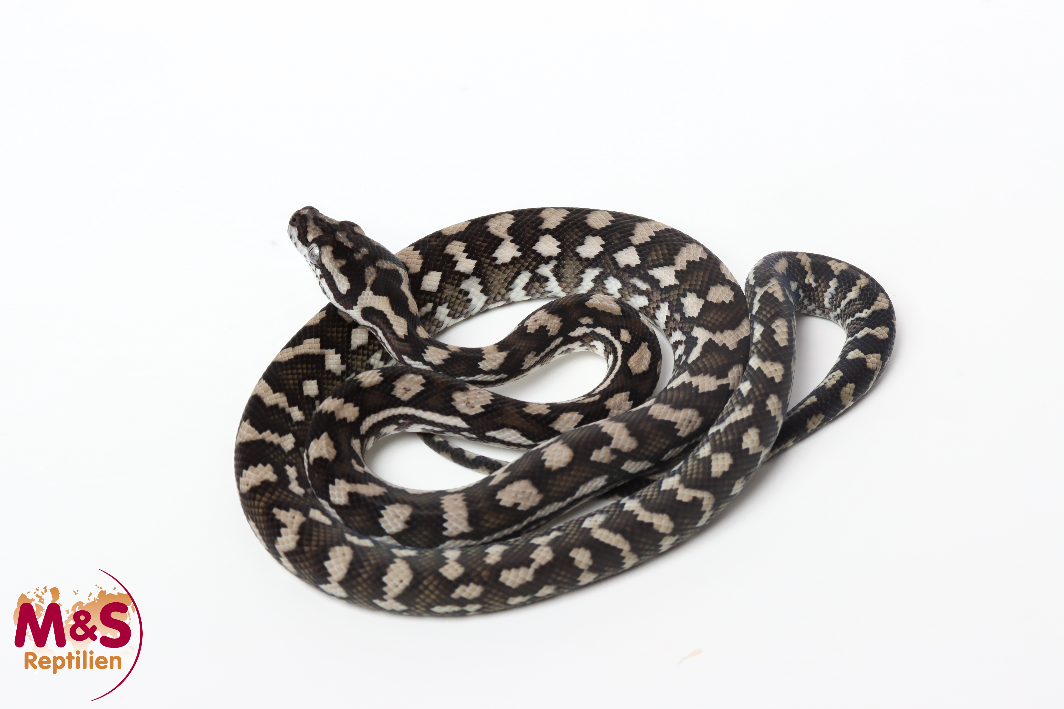1.0 (Male) Axanthic Teppichpython NZ’25 (ca.65cm) Morelia spilota (Originalbild)