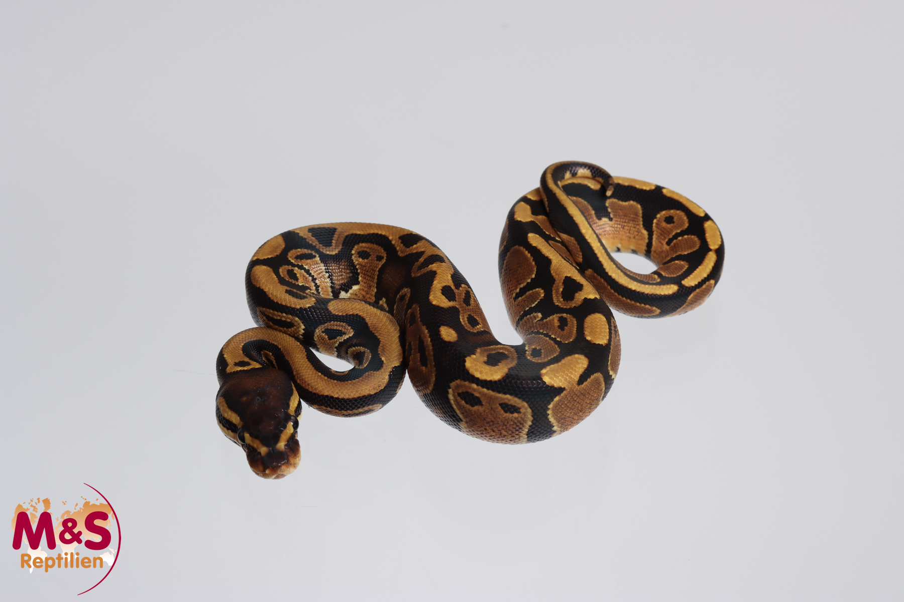 0.1 (Female) 66% poss. hetero Sunset 50% poss. hetero Piebald Königspython NZ´M&S´23 Python regius