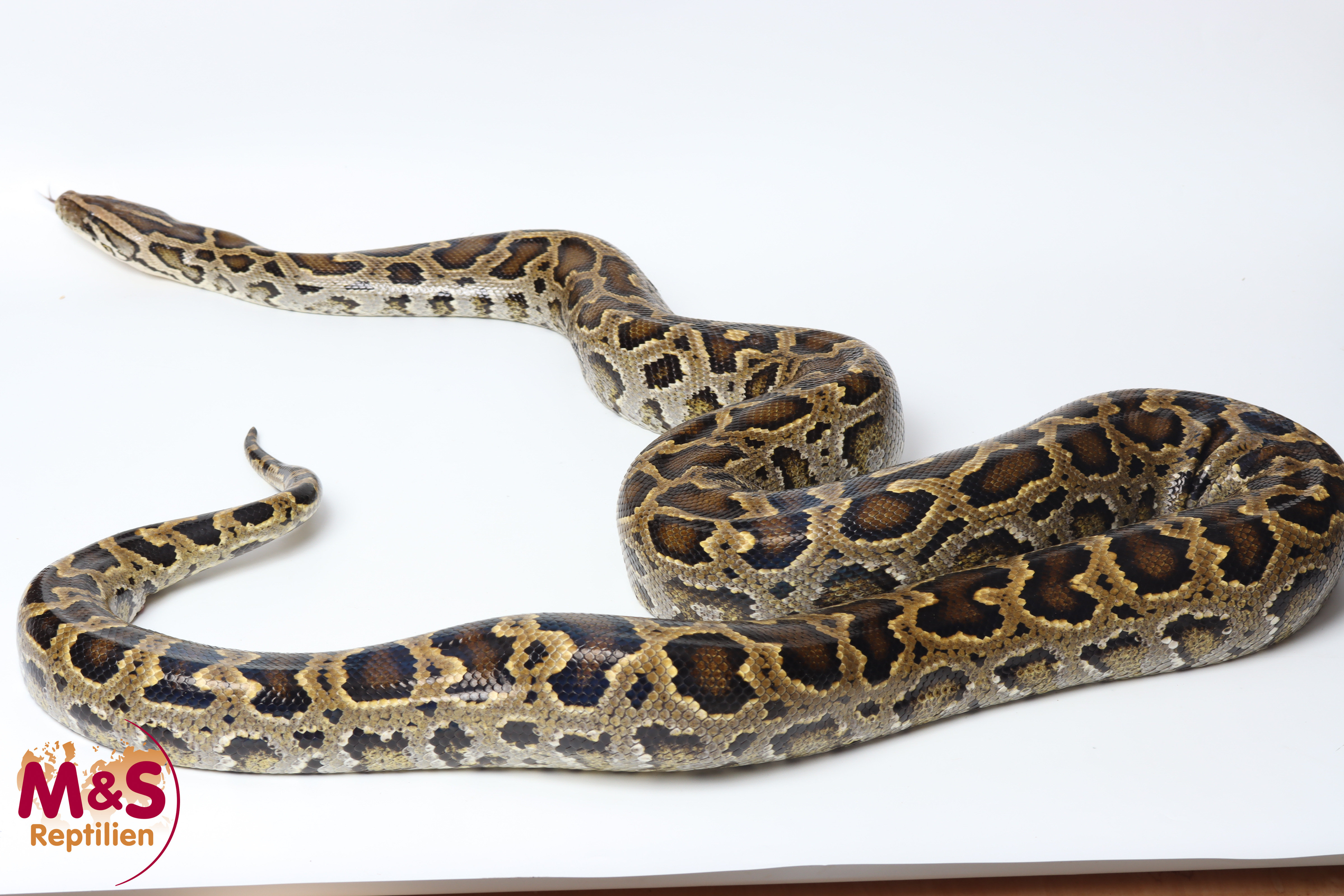 0.1 (Female) Zwerg-Tigerpython NZ'20 (ca. 240 cm) Python bivittatus progschai (Originalbild)