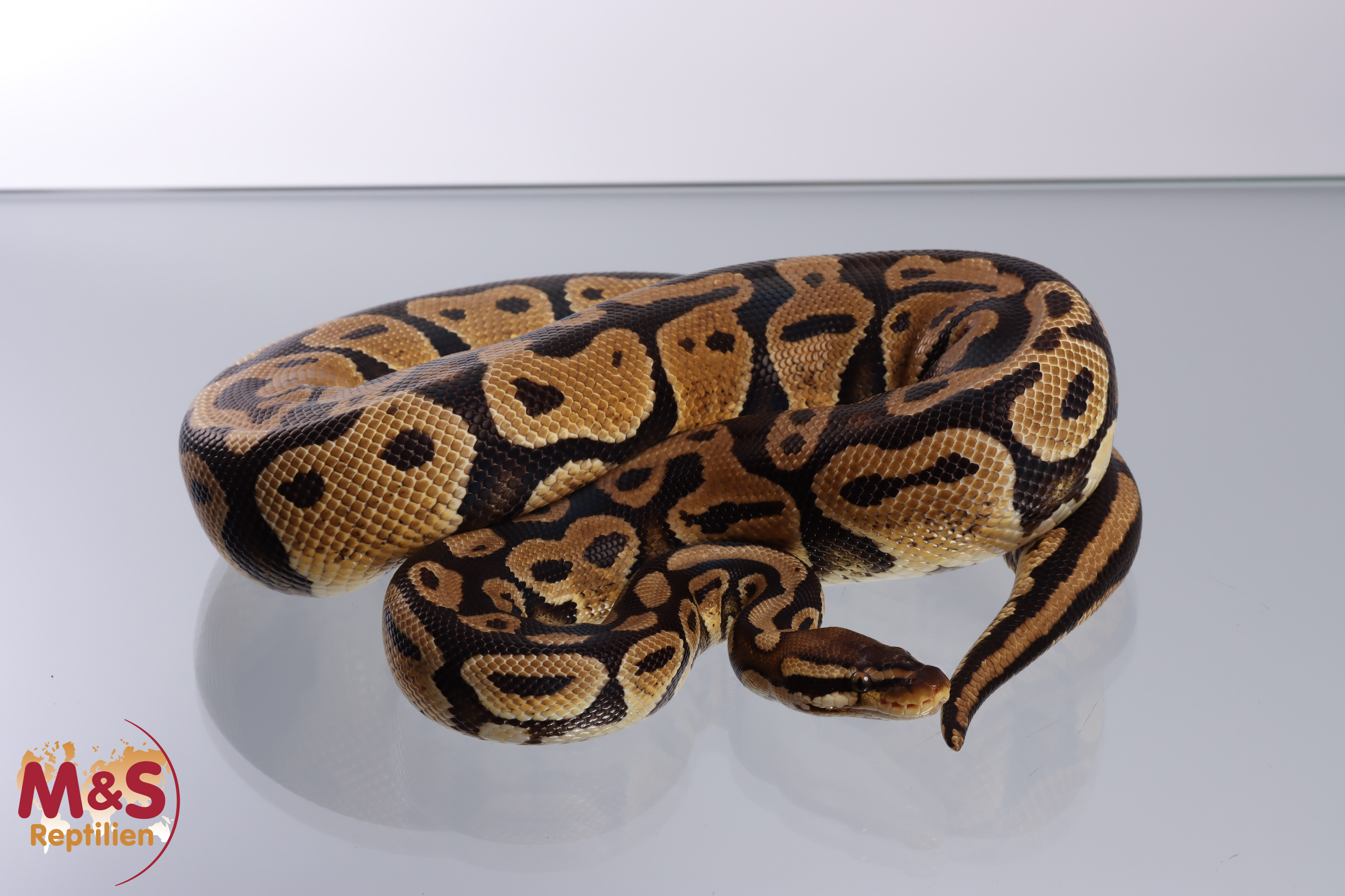 0.1 (Female) Gravel Pastel Königspython NZ´M&S´19 ( adult )  Python regius