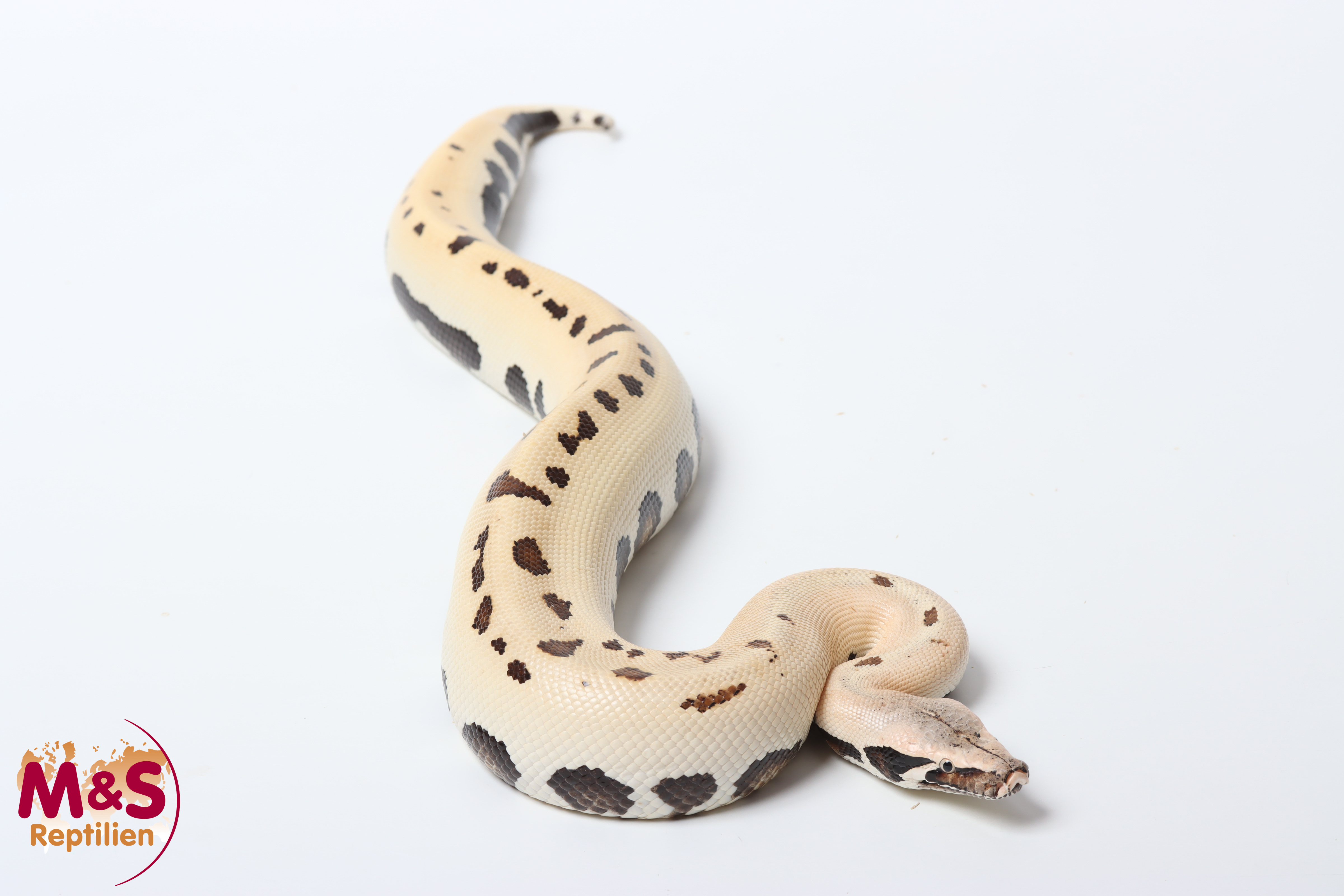 1.0 (Male) 007 poss. het Albino Blutpython NZ'25 (ca.60-70cm) Python curtus (Originalbild)