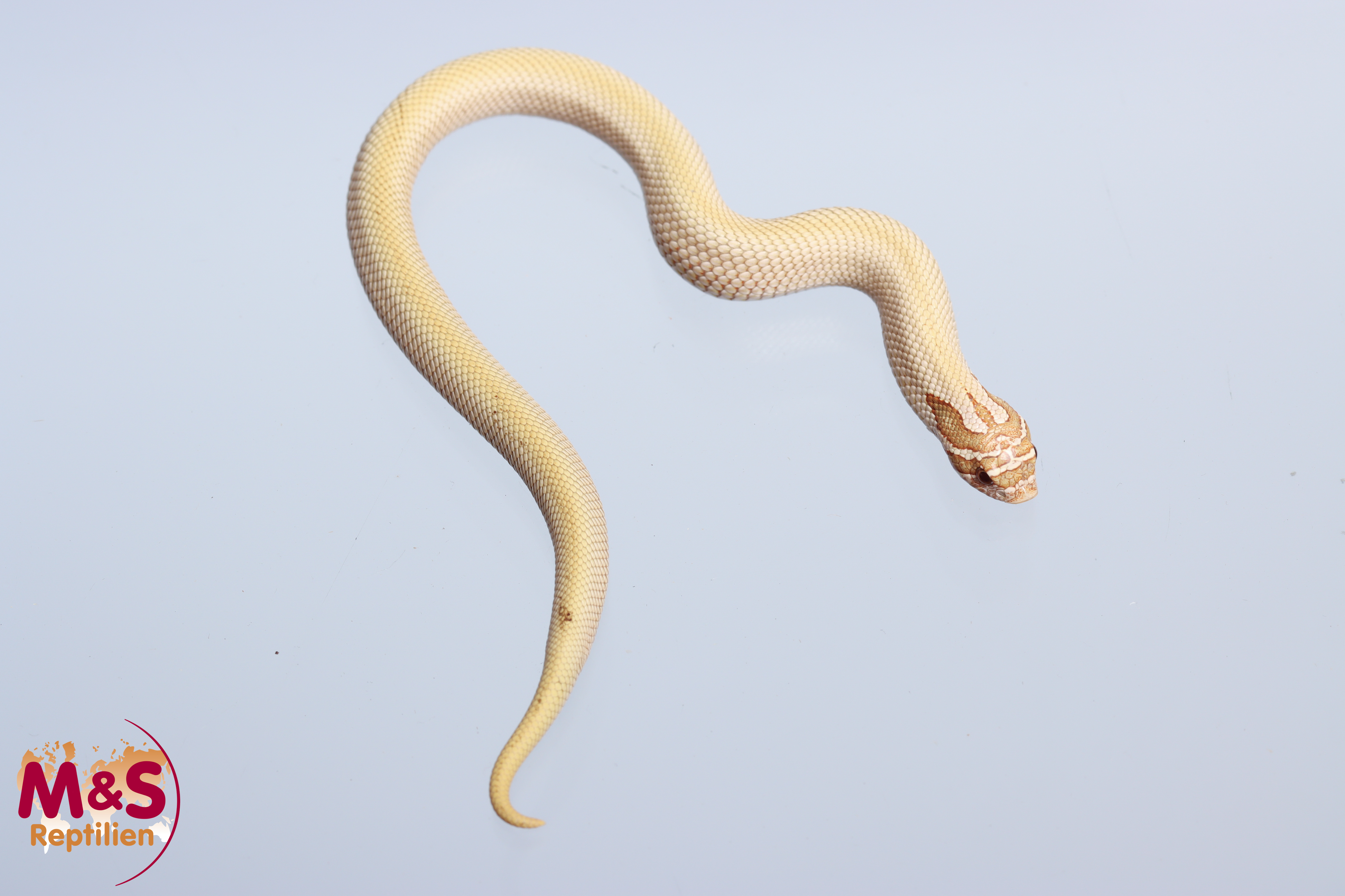 Hakennasennatter "Toffeebelly Superconda (Candy) 66% het. Axanthic" NZ´25 (ca. 20cm) H. n. nasicus