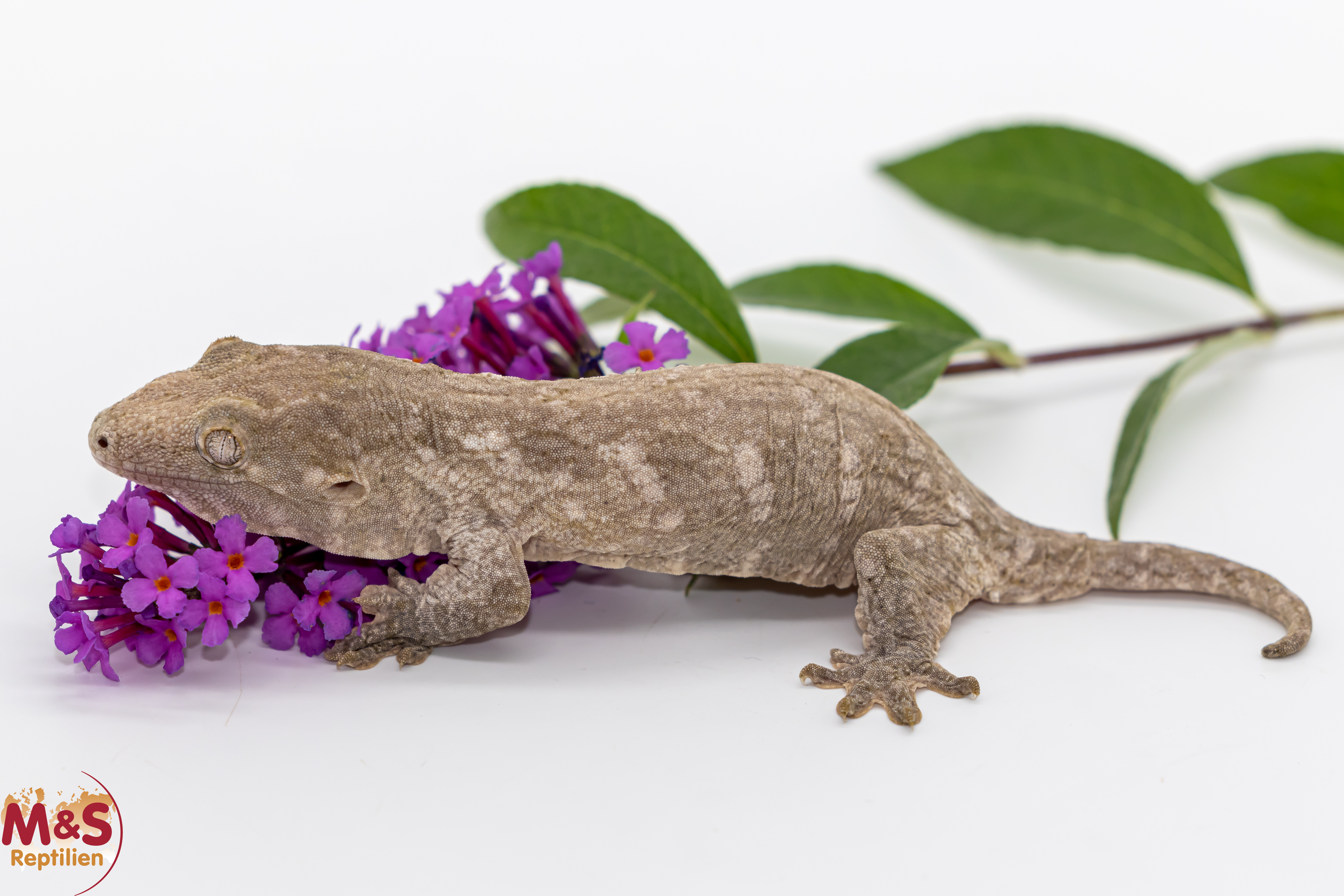1.0 (Male) Riesengecko -Friedel x Tröger Fridel- (small) NZ´ 26 Rhaco. leachianus (Originalbild)