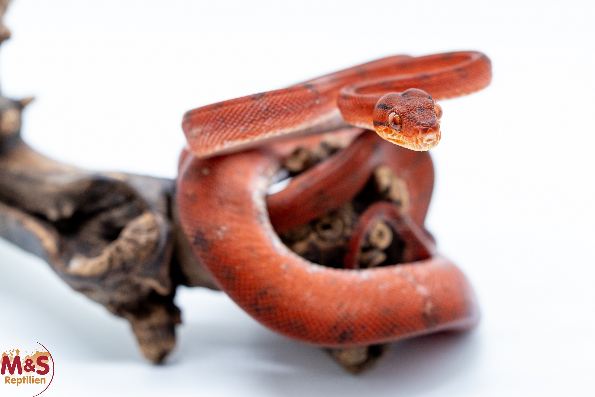 1.0 (Male) Gartenboa NZ’ 24 ( ca. 80-90 cm ) Corallus hortulanus (Originalbild)