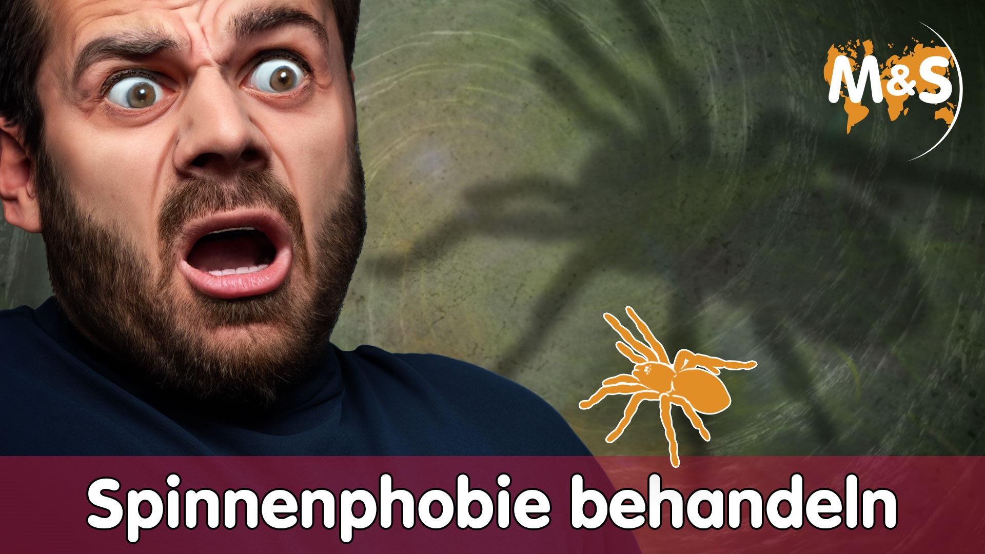 Spinnen und Insekten Phobie los werden ⁉️