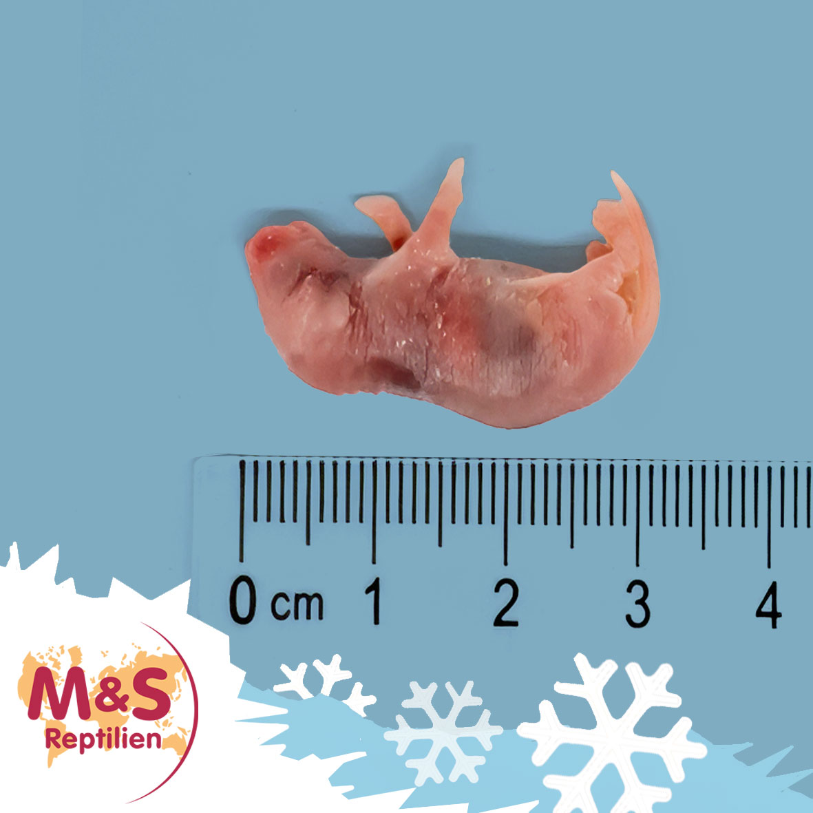 Babymaus, gefroren, ca.  1,5-2g