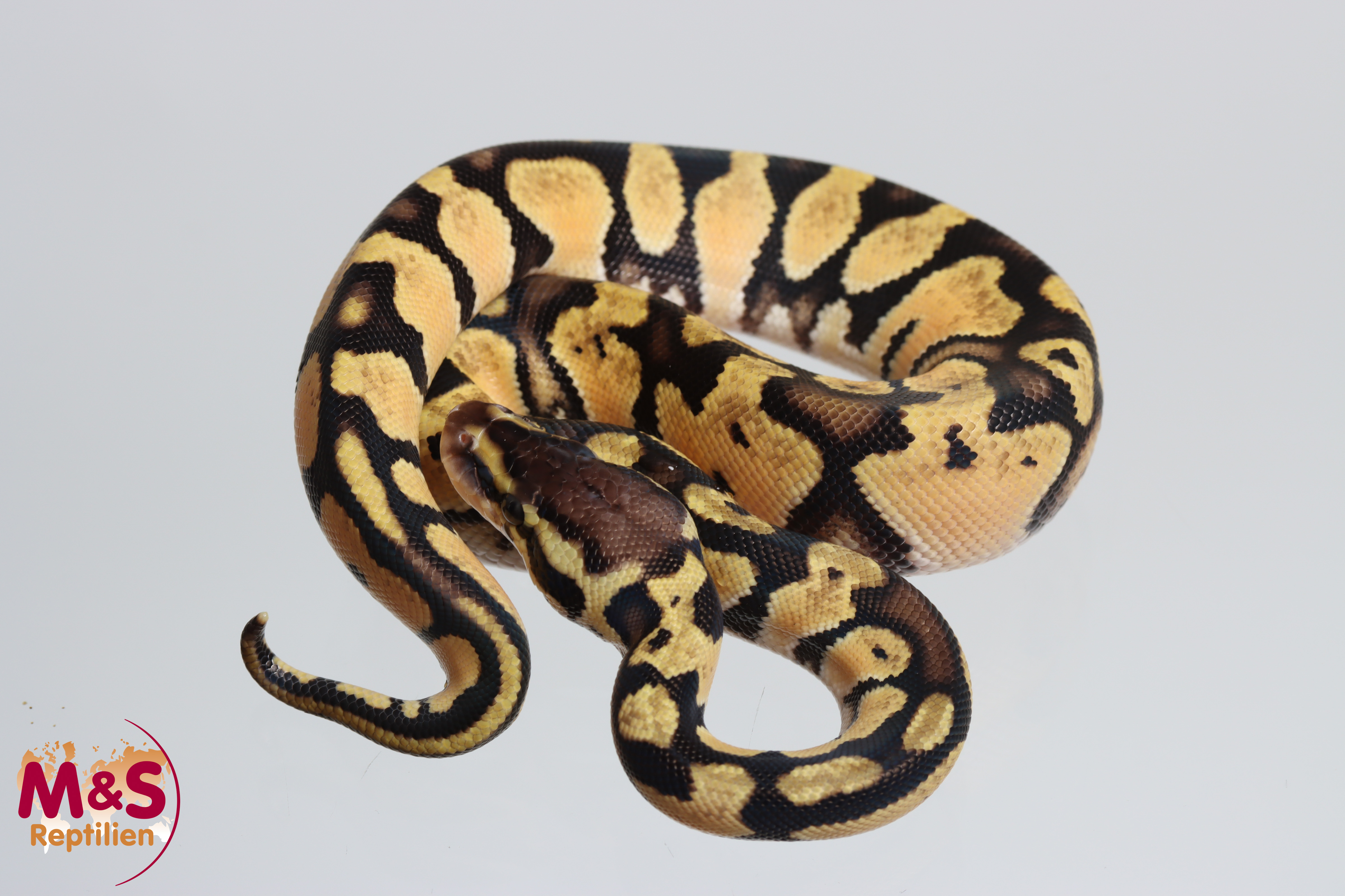 1.0 (Male) Pastel Orange Dream Königspython NZ' M&S 26 Python regius