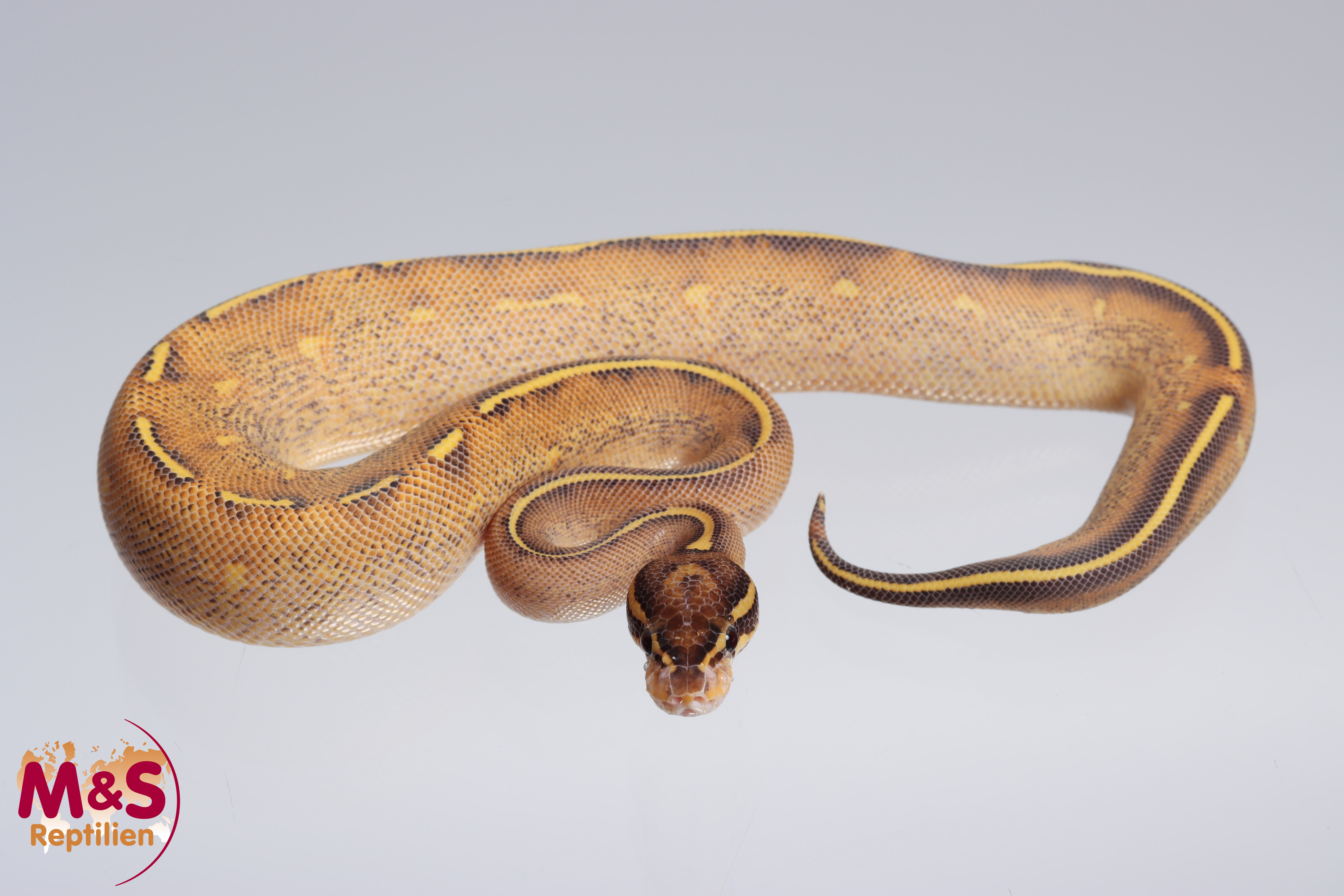 0.1 (Female) Highway (Gravel - Yellowbelly) Königspython NZ´M&S´22 Python regius