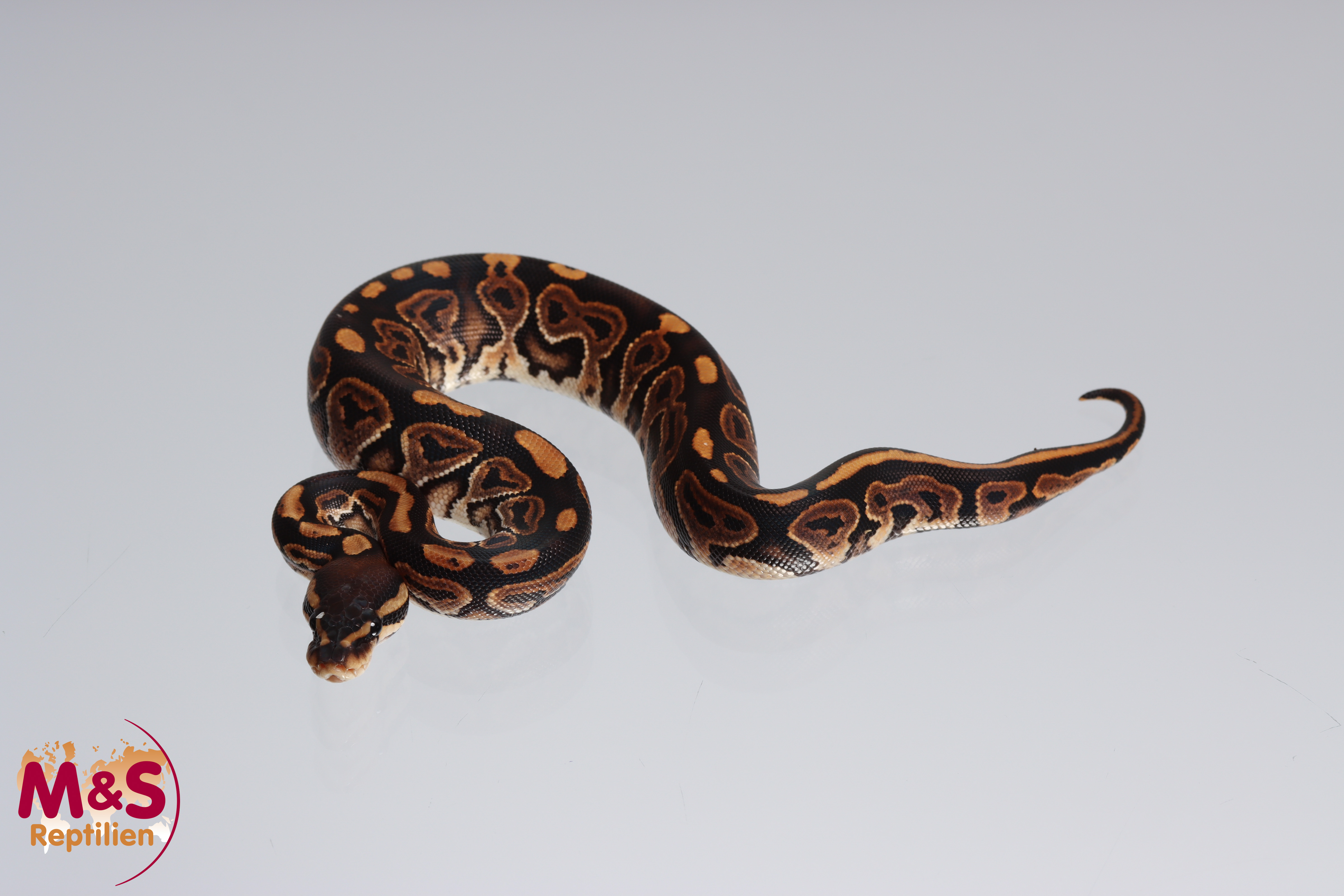 0.1 (Female) Cinnamon Königspython NZ´M&S´22 Python regius