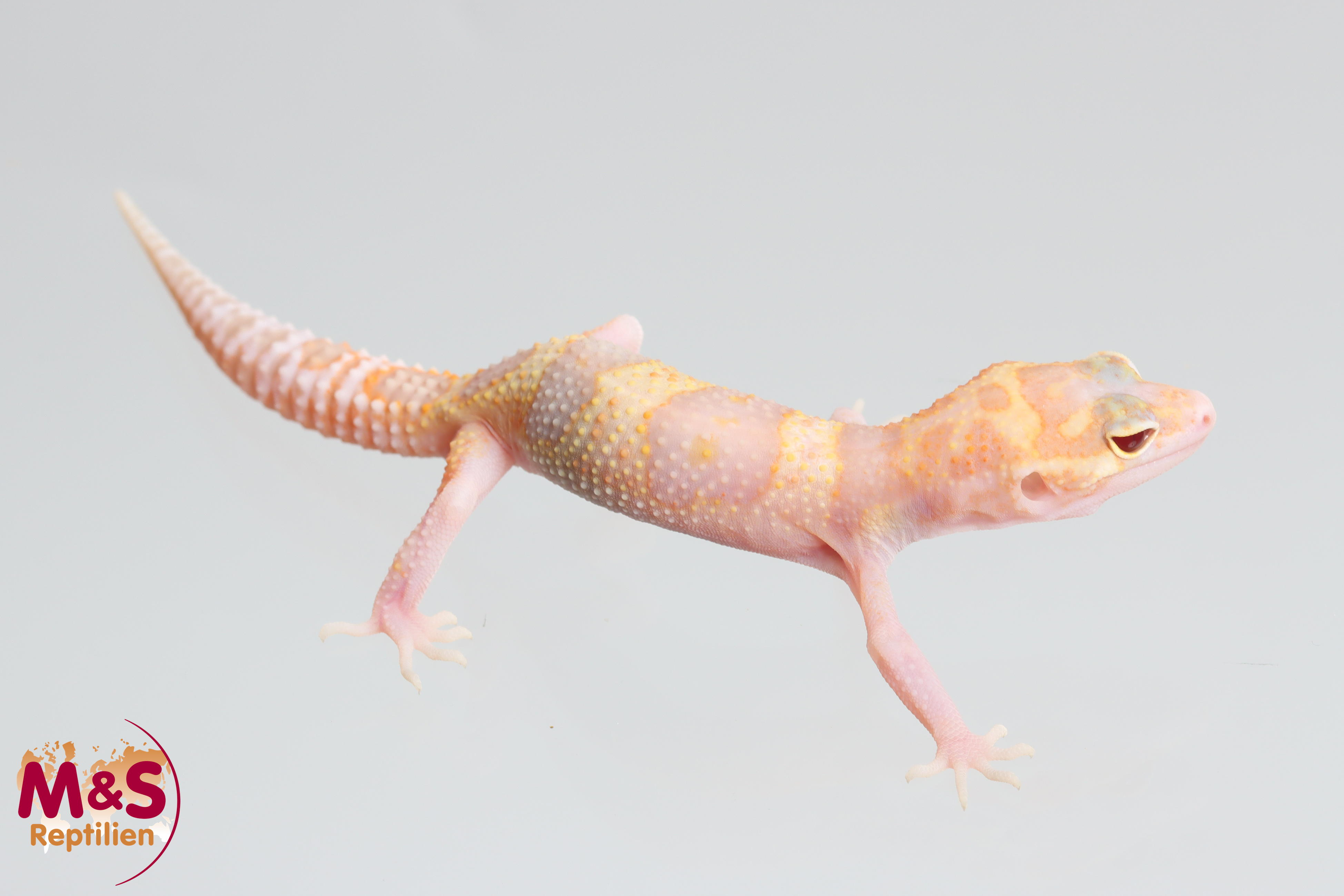 1.0 (Male) Giant W+Y MS Raptor Leopardgecko NZ'25 (medium) E. macularius (Originalbild)