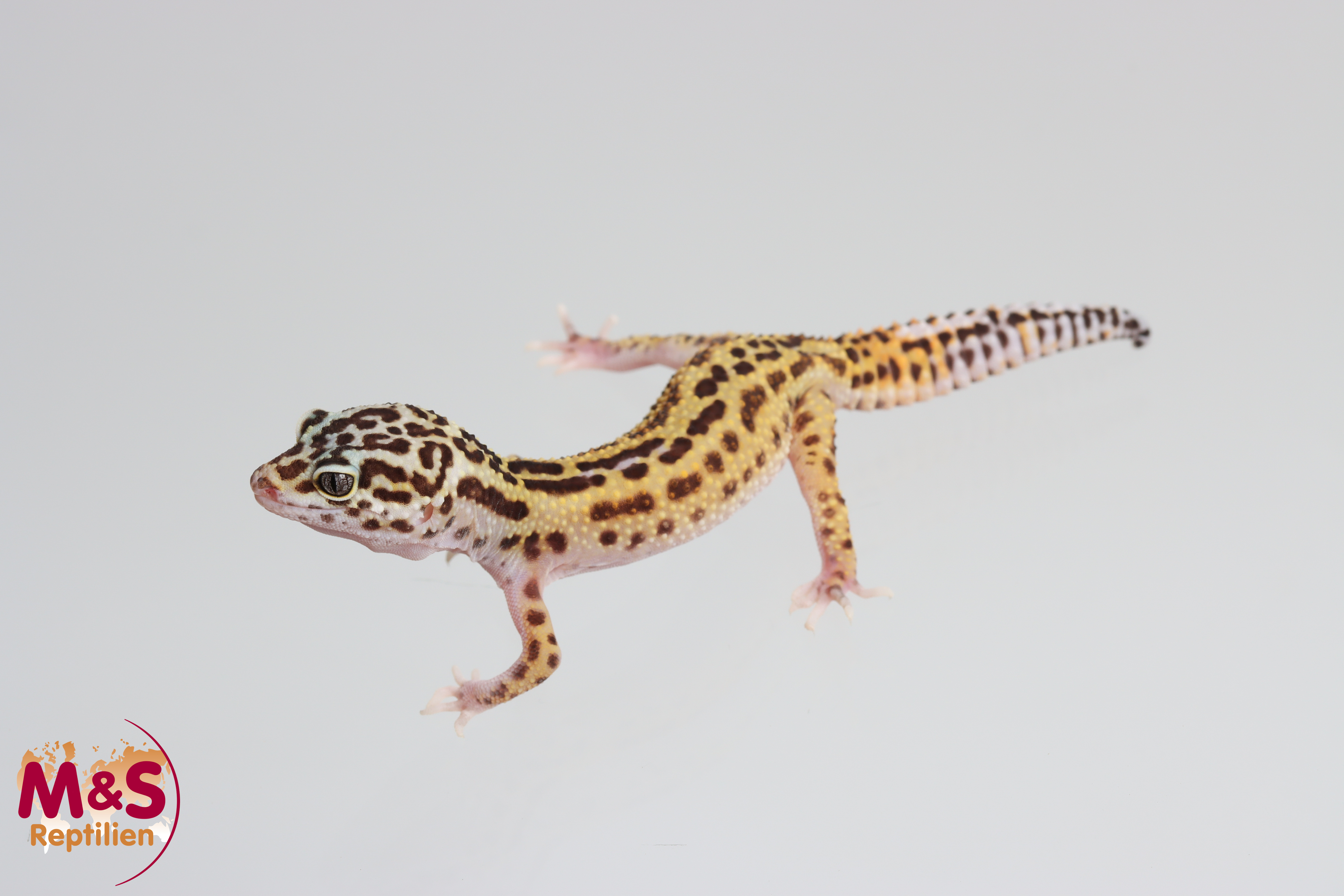 0.1 (Female) Panda/Pied Linie Leopardgecko NZ´25 (small) E. macularius (Originalbild)