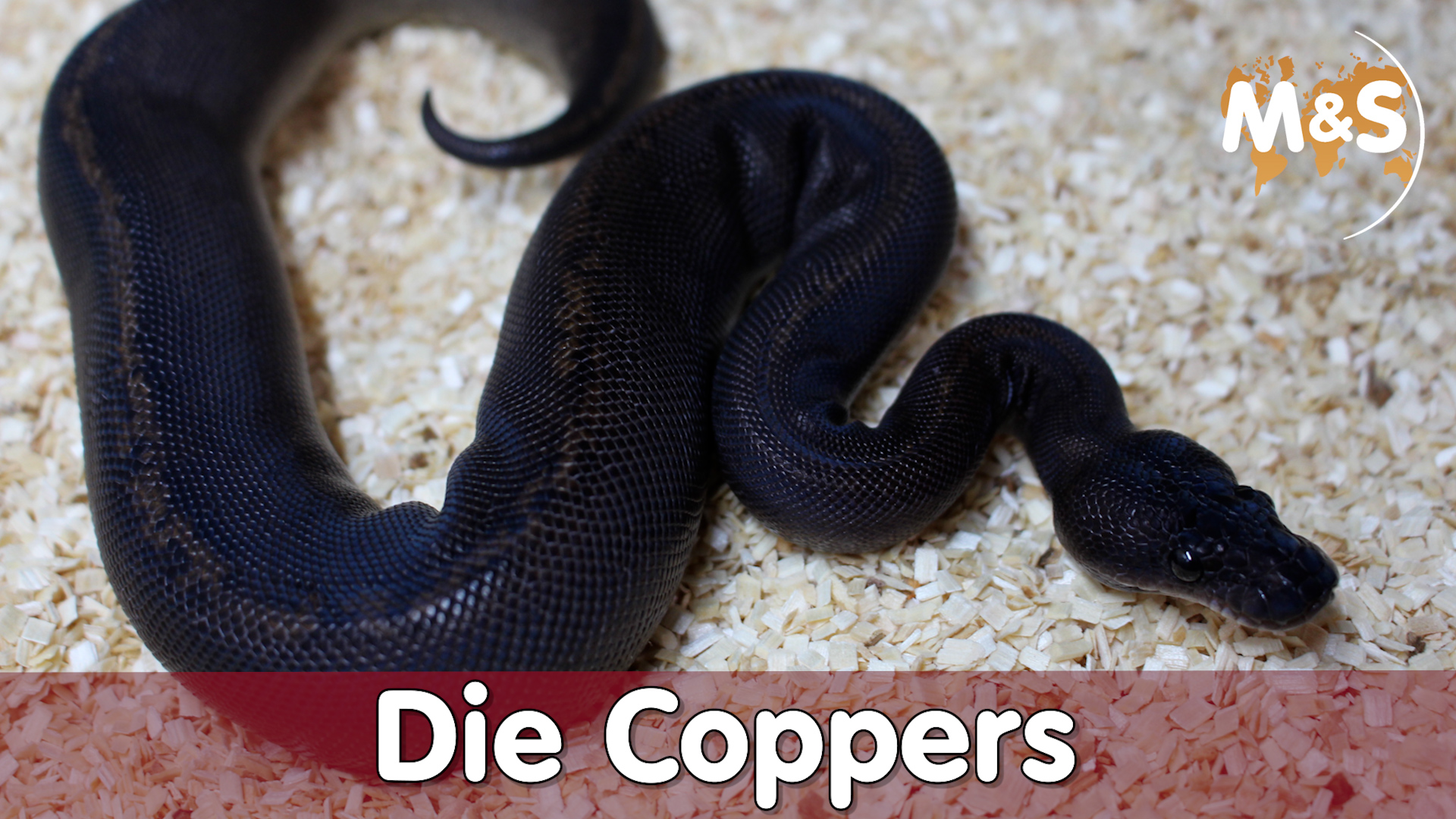 Die Coppers, von Pechschwarz bis zum Black & White Panda | Reptil TV