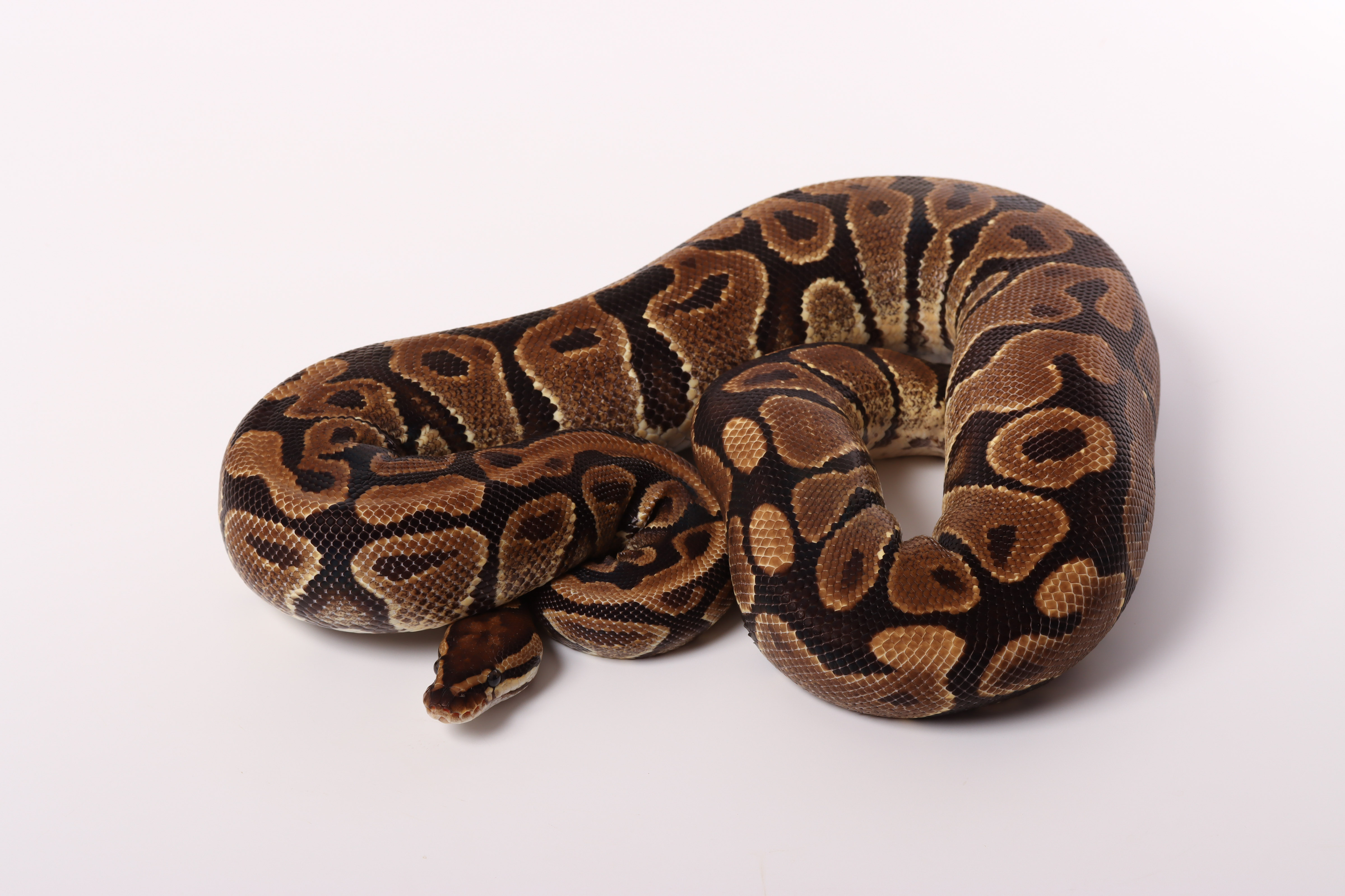 0.1 (Female) 100% hetero Albino Poss. Gravel KönigspythonNZ´M&S´17 Python regius